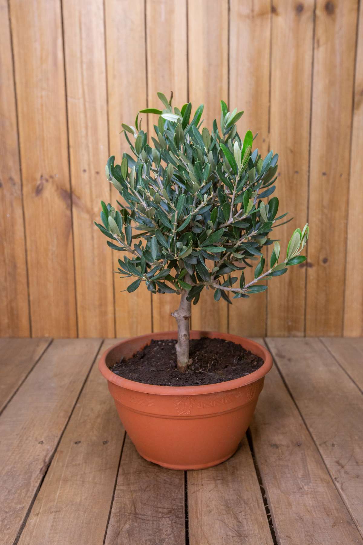 Olivenbaum "Bonsai Mezzo" - Olea europaea - echte Olive