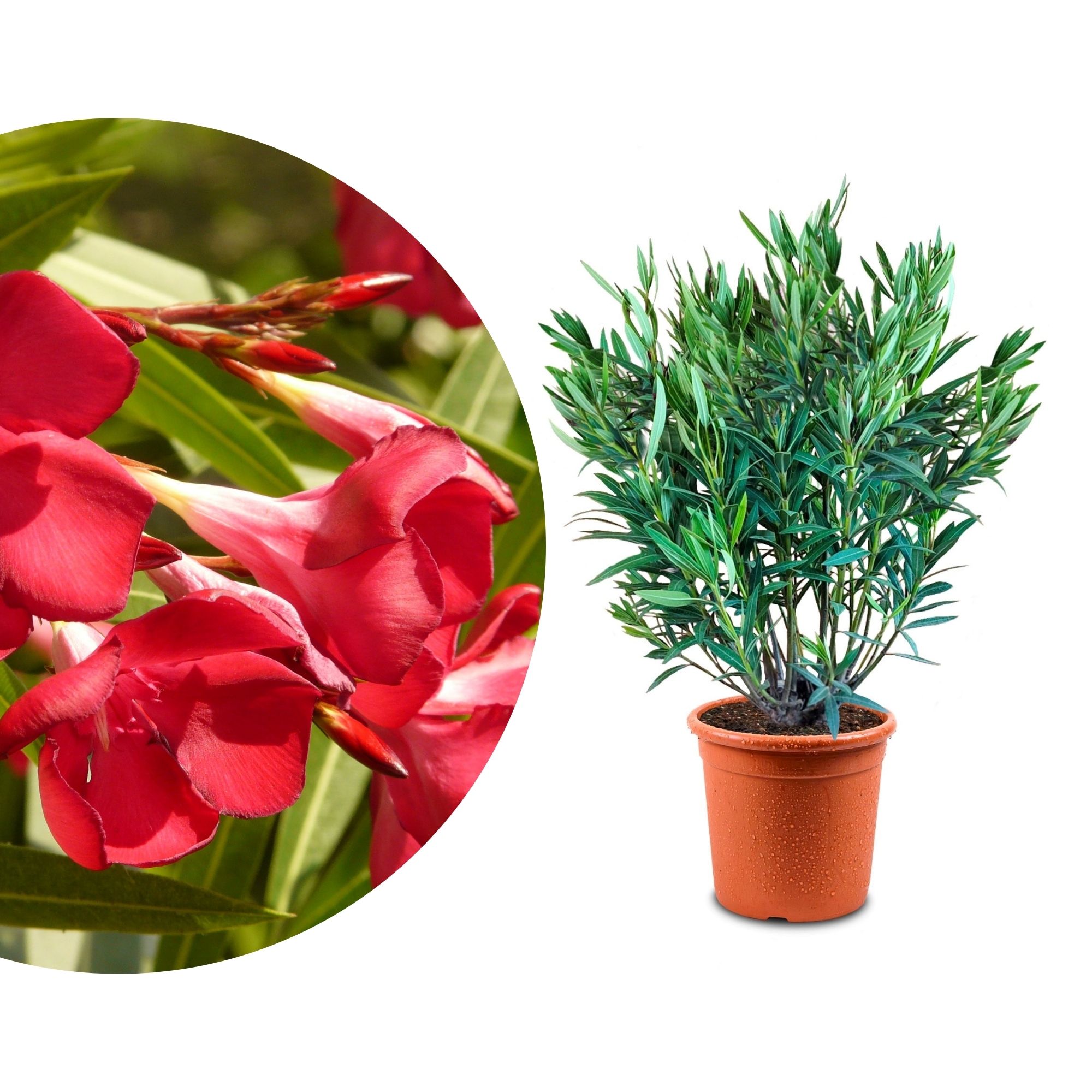 Hellroter Oleander 'Papa Gambetta' Hellroter Oleander 'Papa Gambetta'