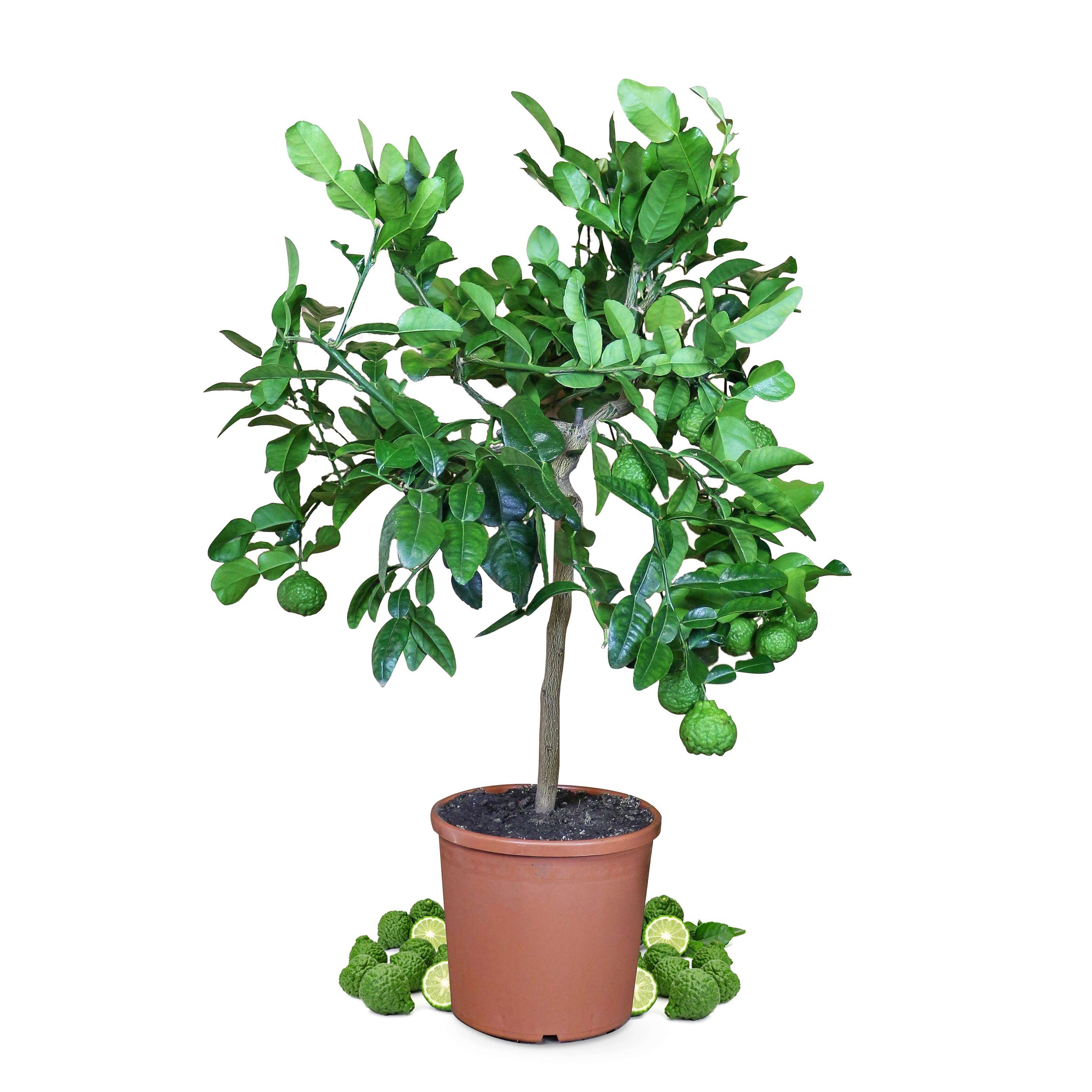 Kaffir Limette - Citrus hystrix - Papeda - Kaffernlimette