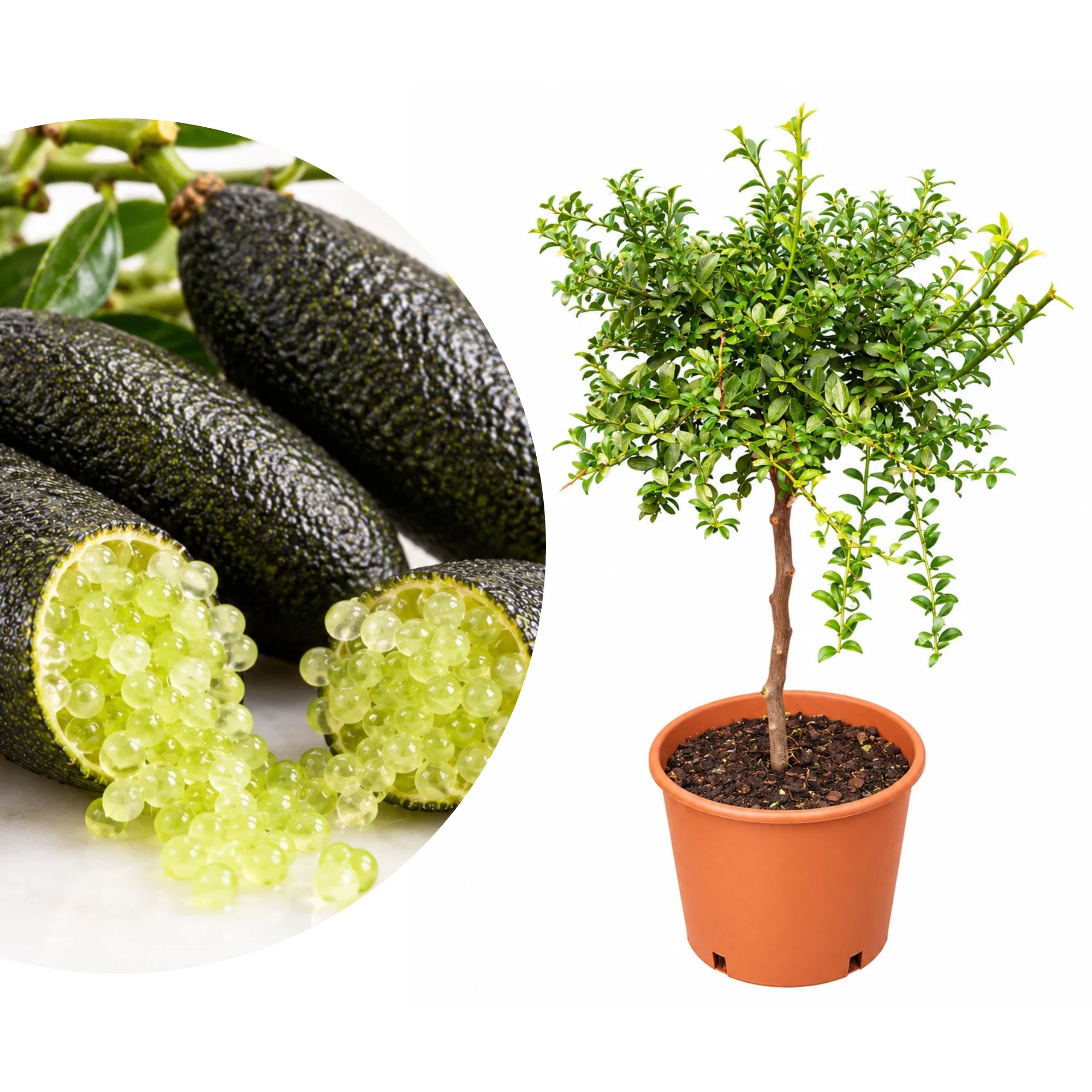 Fingerlimette [Mezzo] - Sondersorte 'Alstonville' - Kaviarlimette - Microcitrus australasica