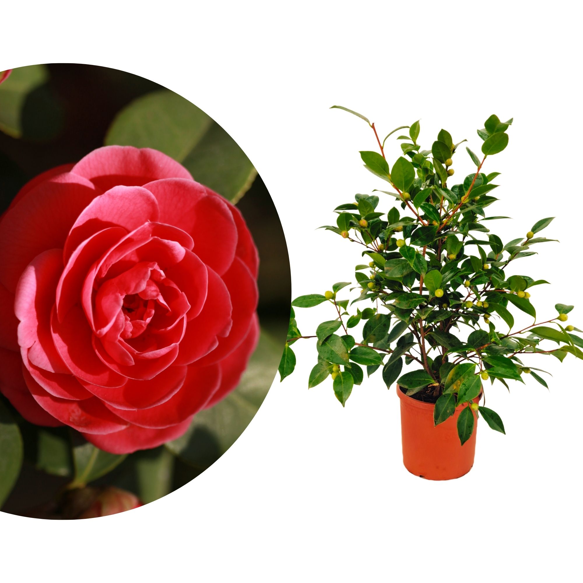 Kamelie [Mezzo] Black Lace