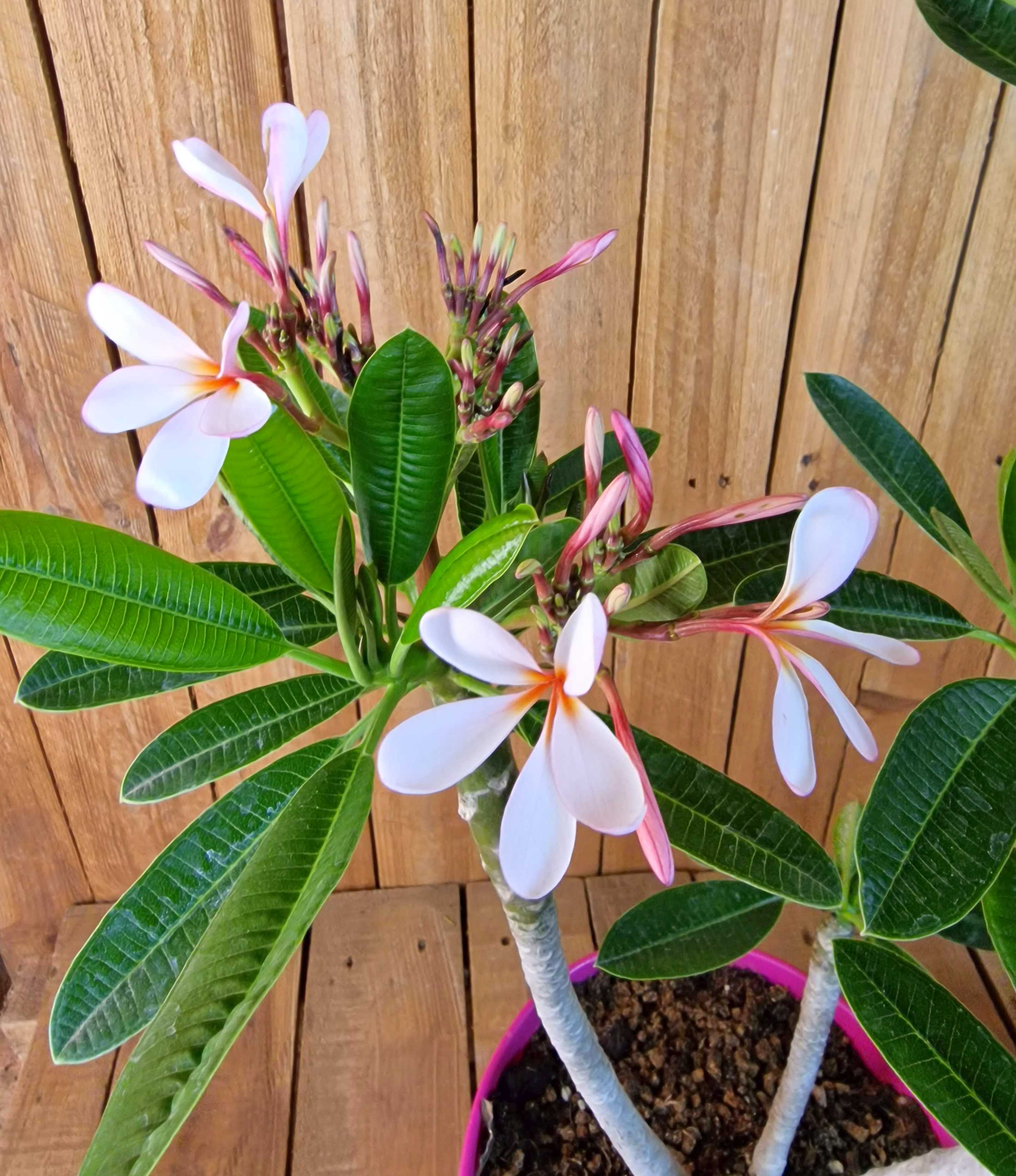 Frangipani "Singapore" Ø 20  - Plumeria rubra - Pomelia