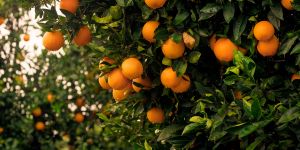 Orangenbäume