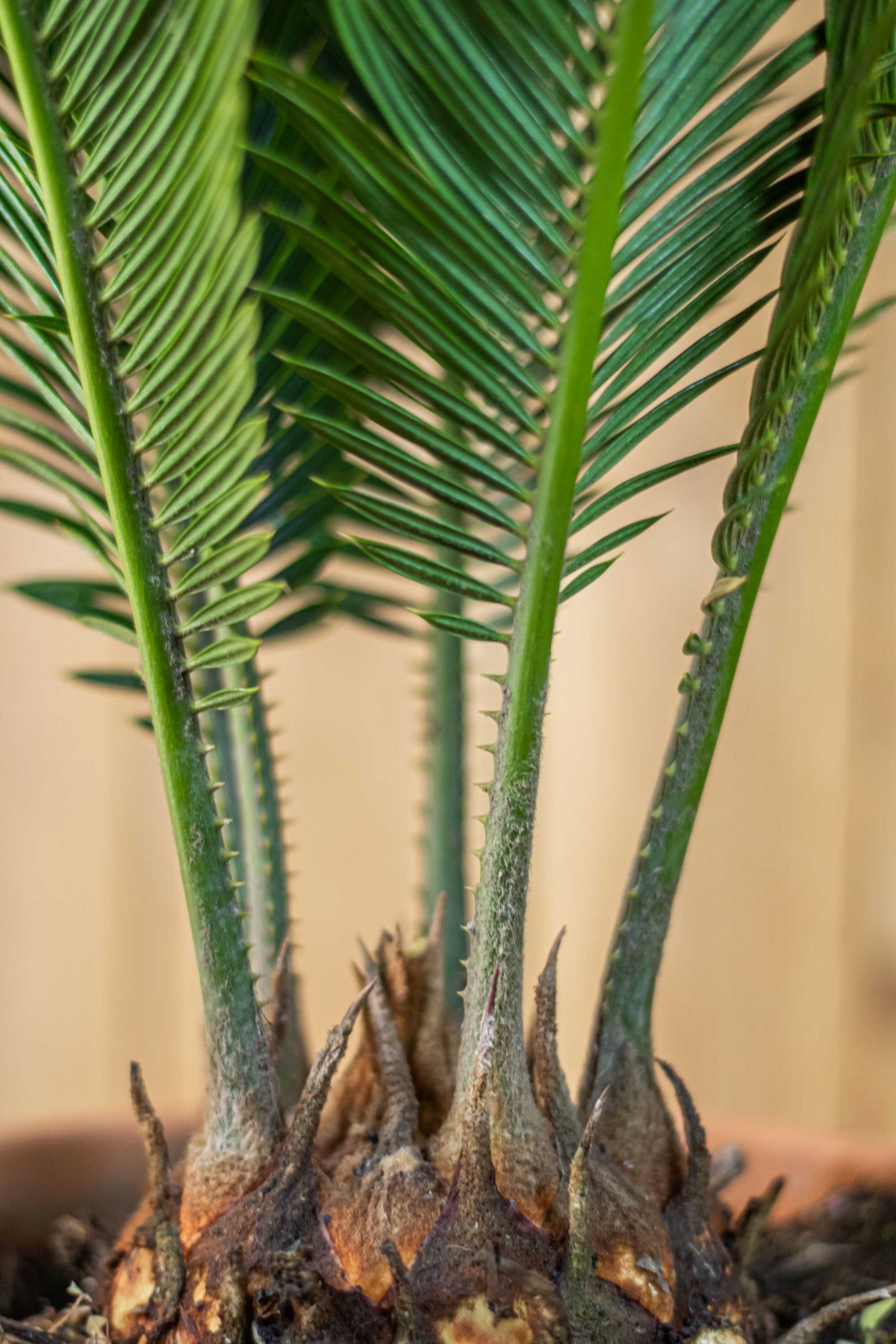 Palme Cycas revoluta [Mezzo]