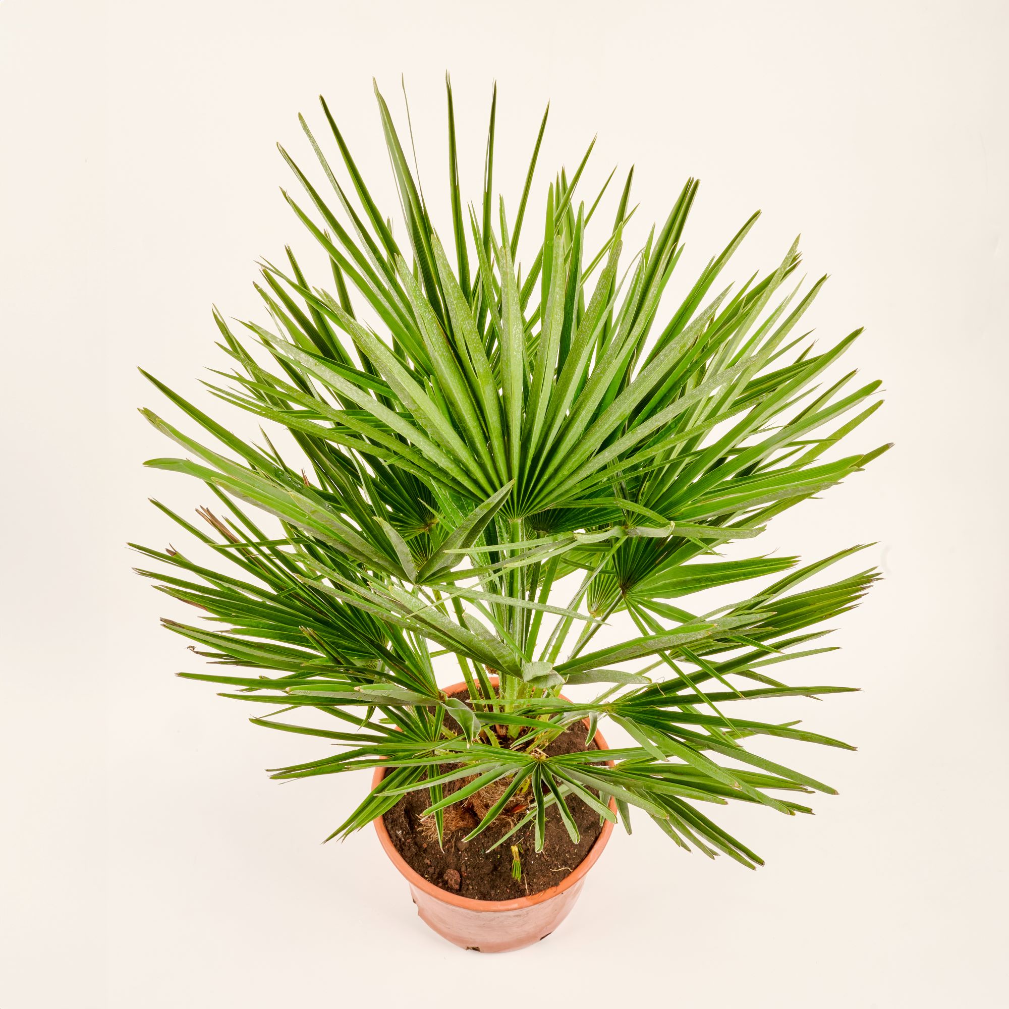 Mittelmeerpalme [Mezzo] - Zwergpalme -  Chamaerops Humilis