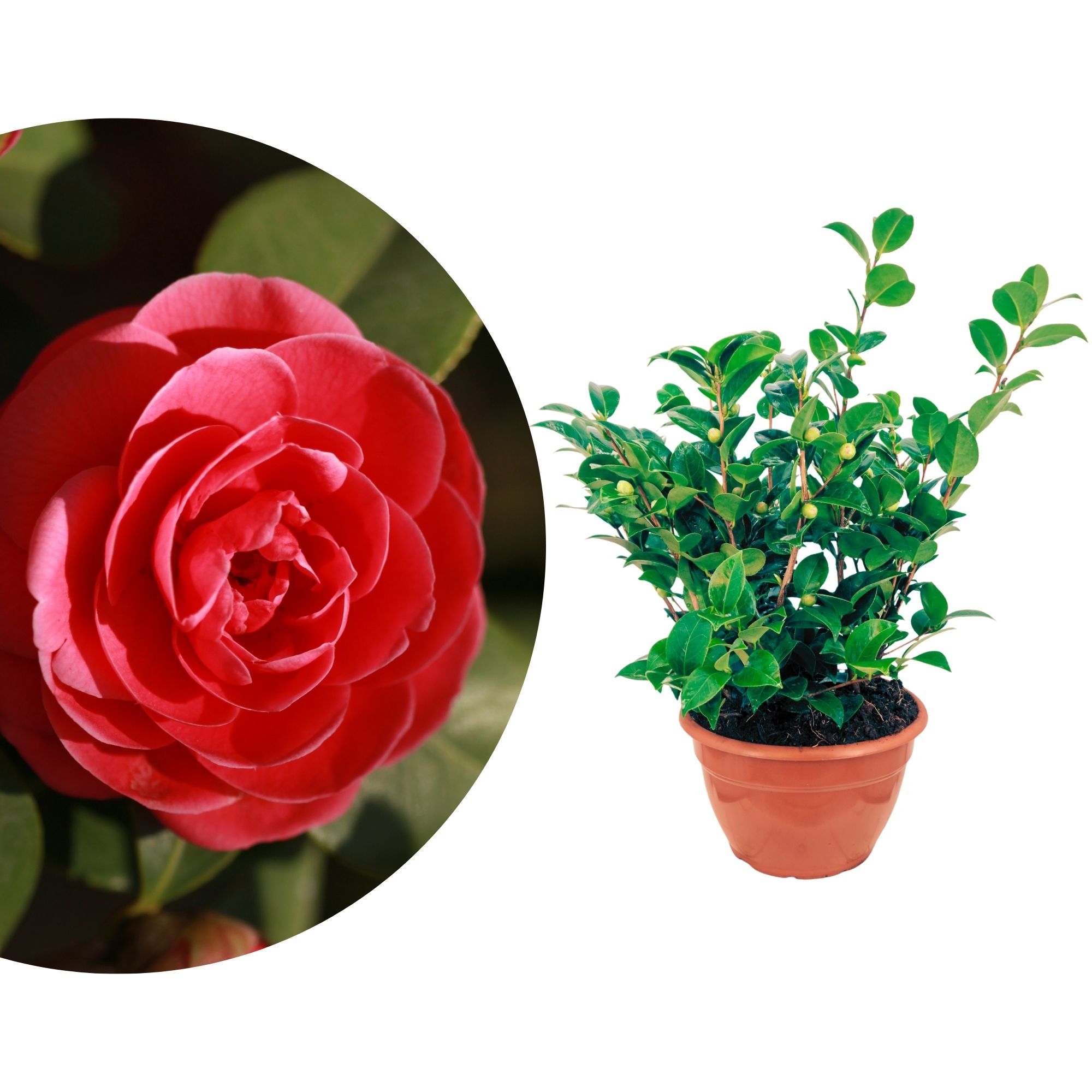 Kamelie "Bonsai" Black Lace