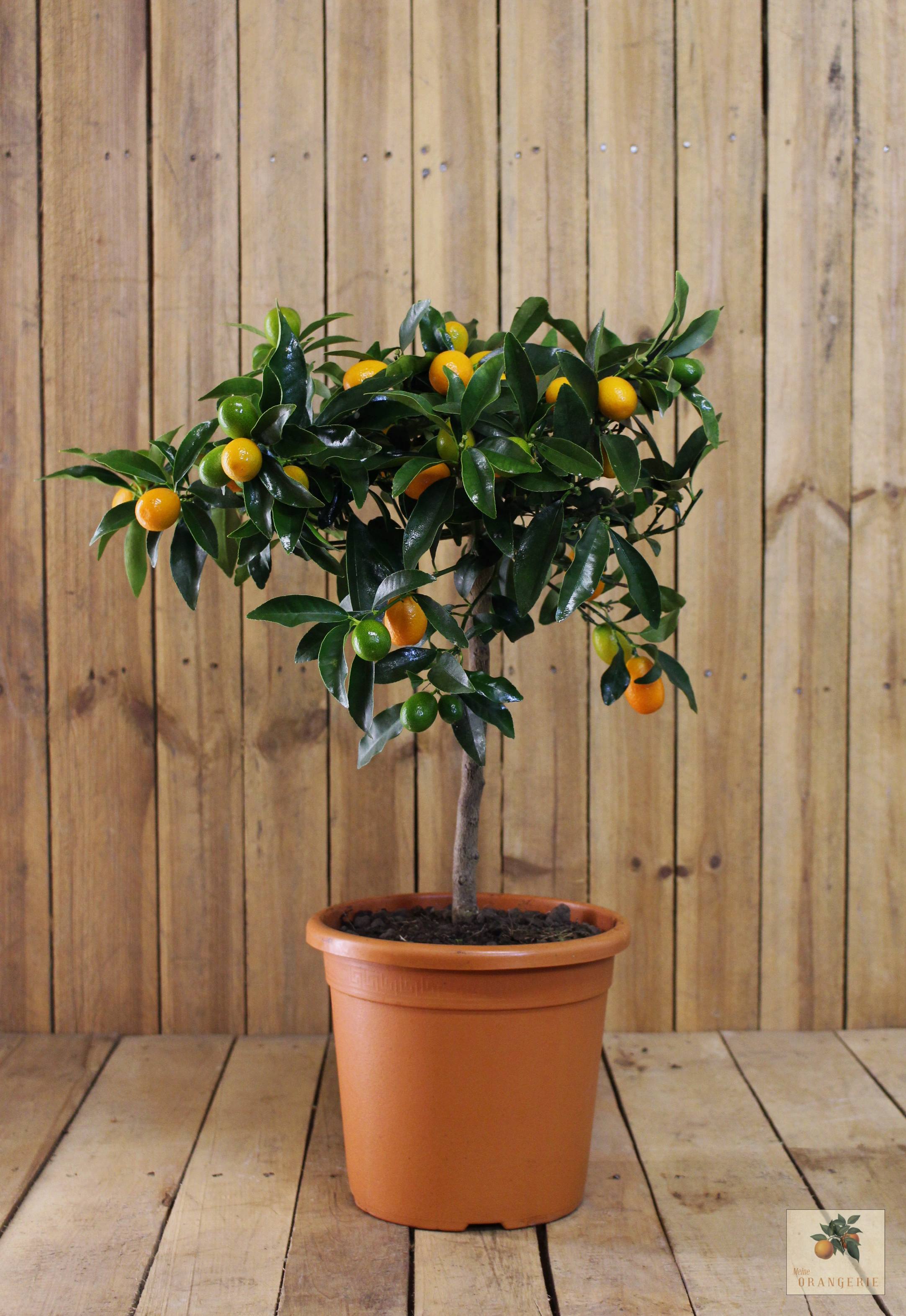 Kumquat [Mezzo] - Citrus japonica - Fortunella margarita