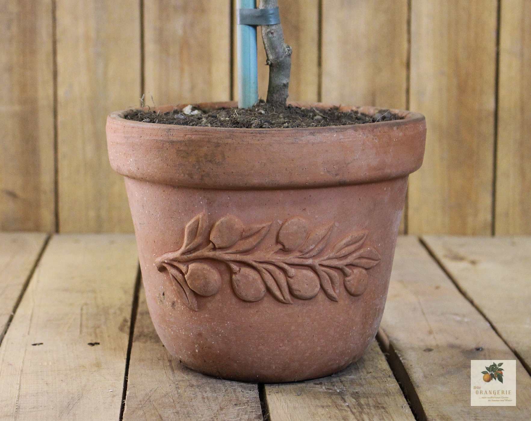Olivenbaum im Terracotta-Topf "Olea"