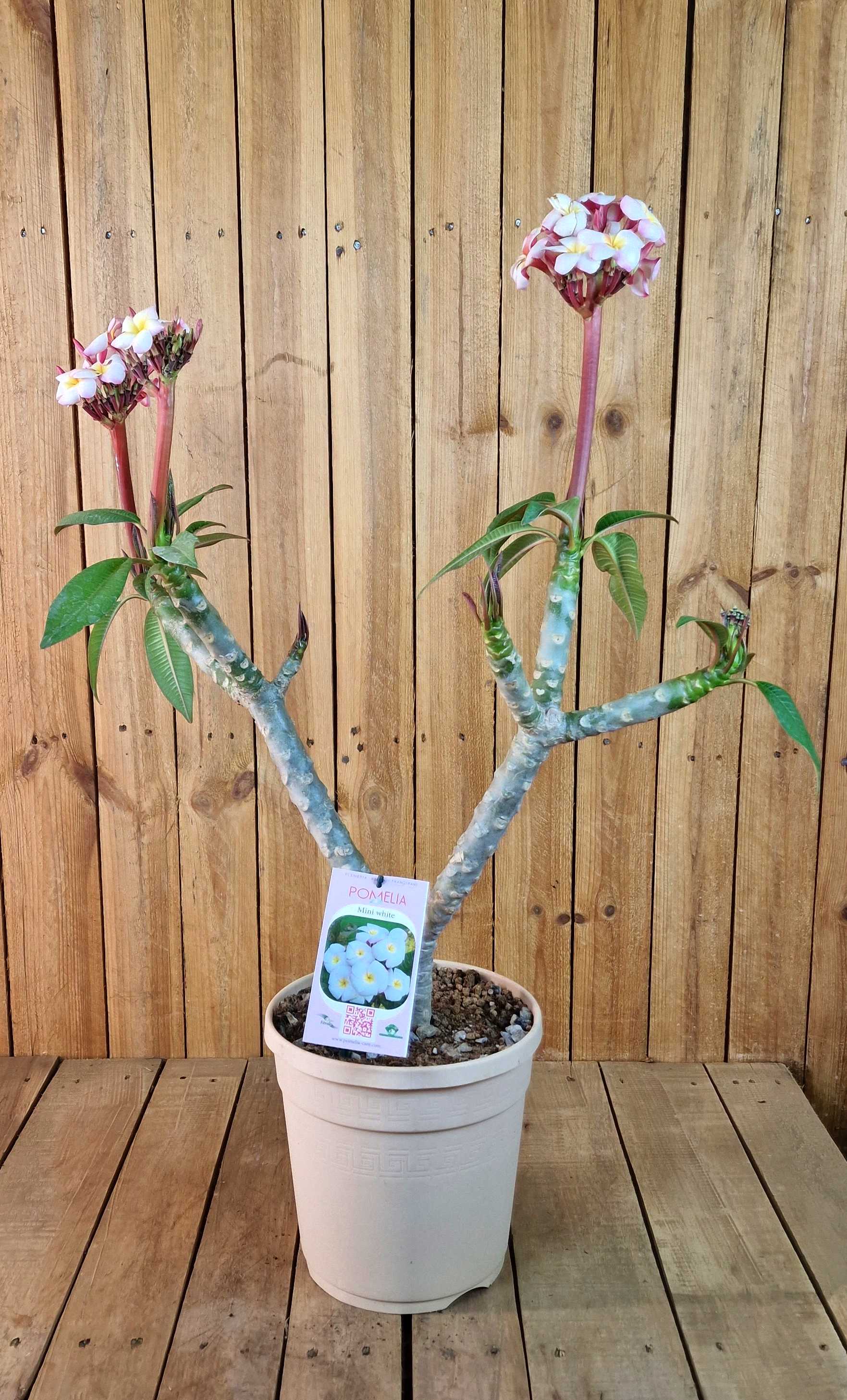 Frangipani "Mini White" Ø 20  - Plumeria rubra - Pomelia