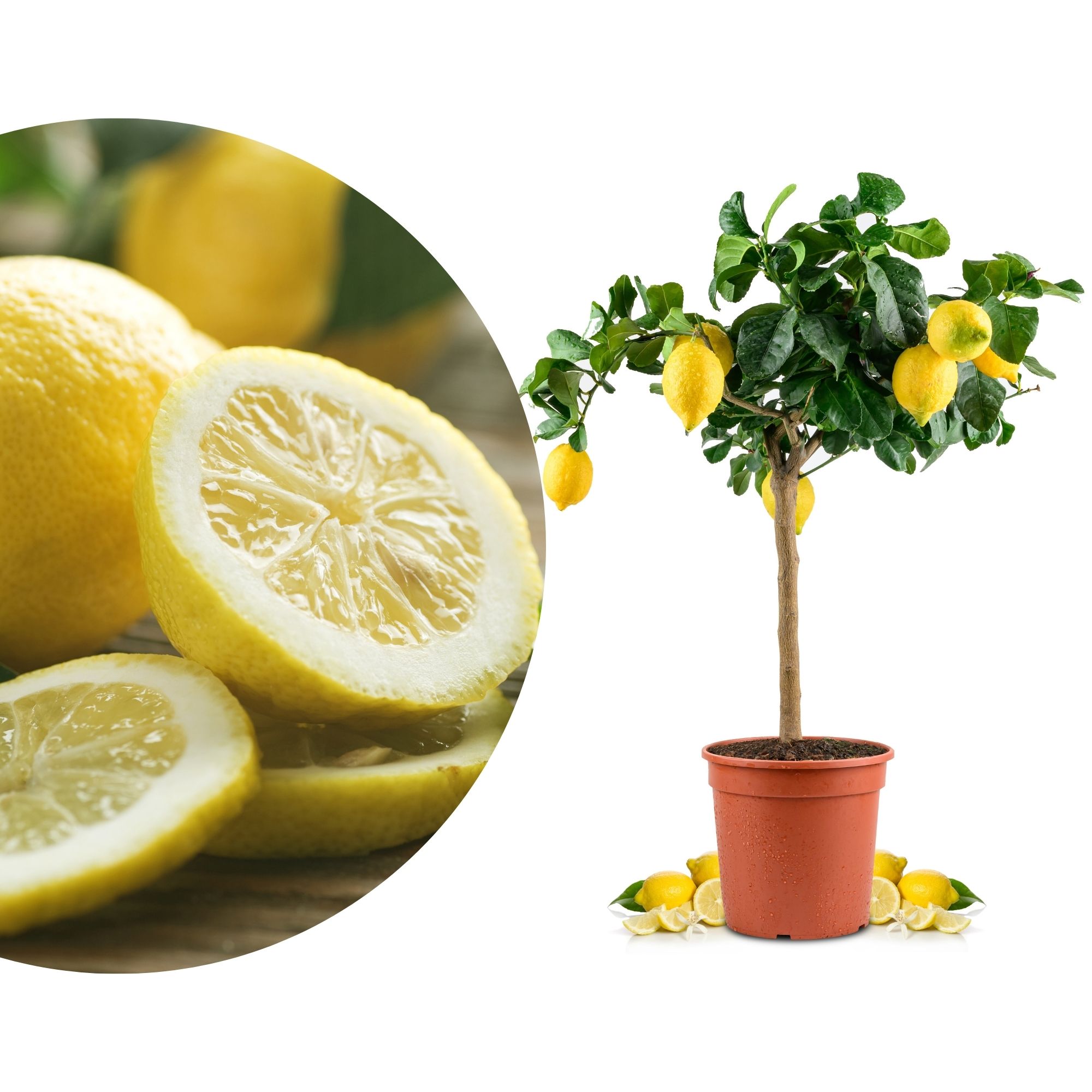 Carrubaro Zitrone - Citrus Limon 'Feminello Carrubaro' - Sizilianische Zitrone
