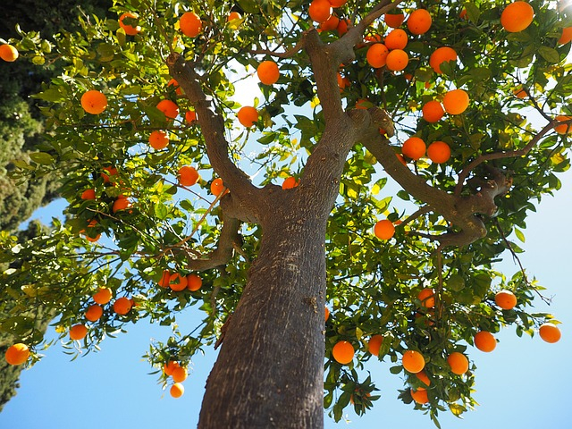 Meine Orangerie - Zitrus Langzeitdünger [1kg]