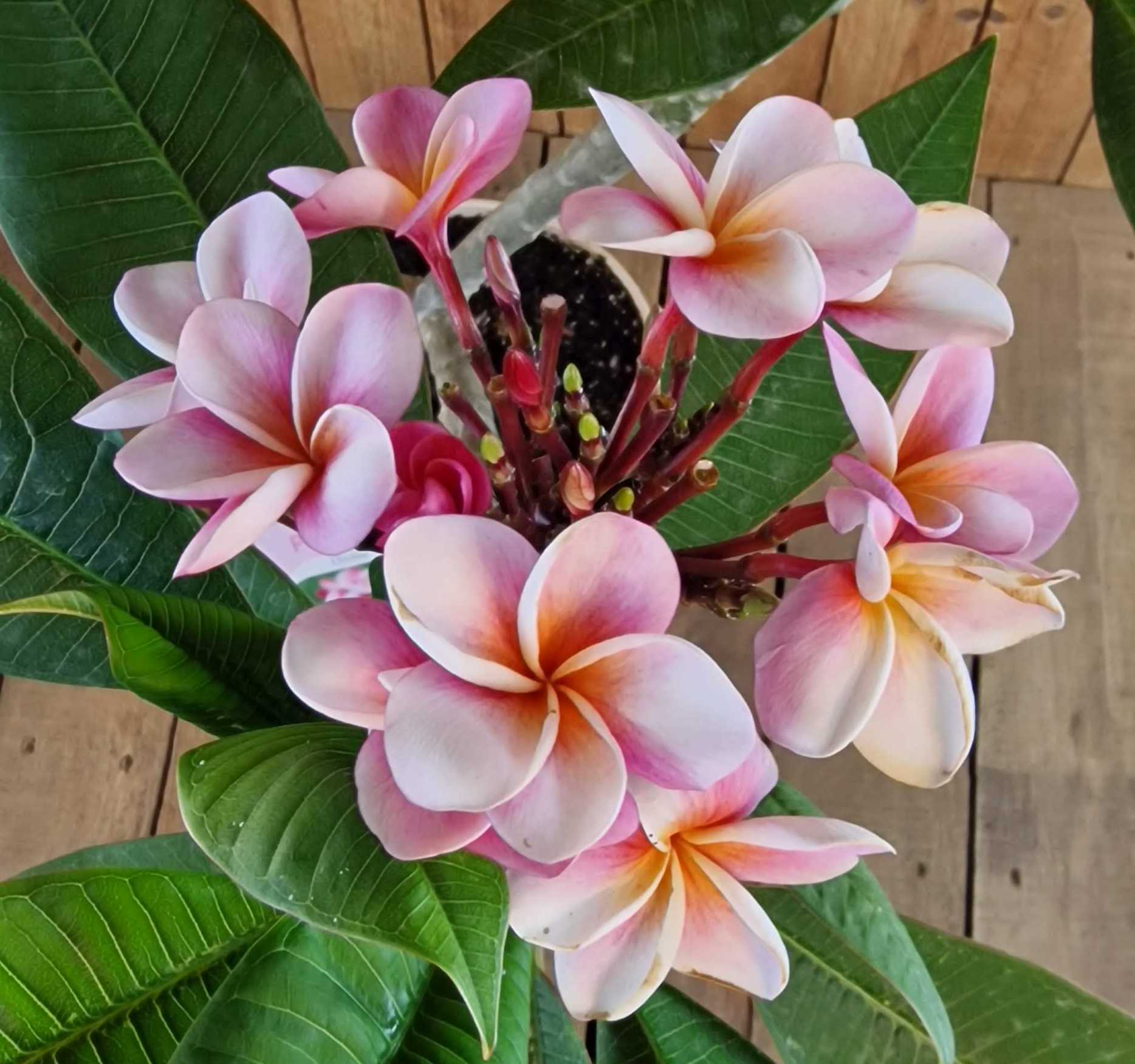 Frangipani Ø 20  "Divine" - Plumeria rubra - Pomelia