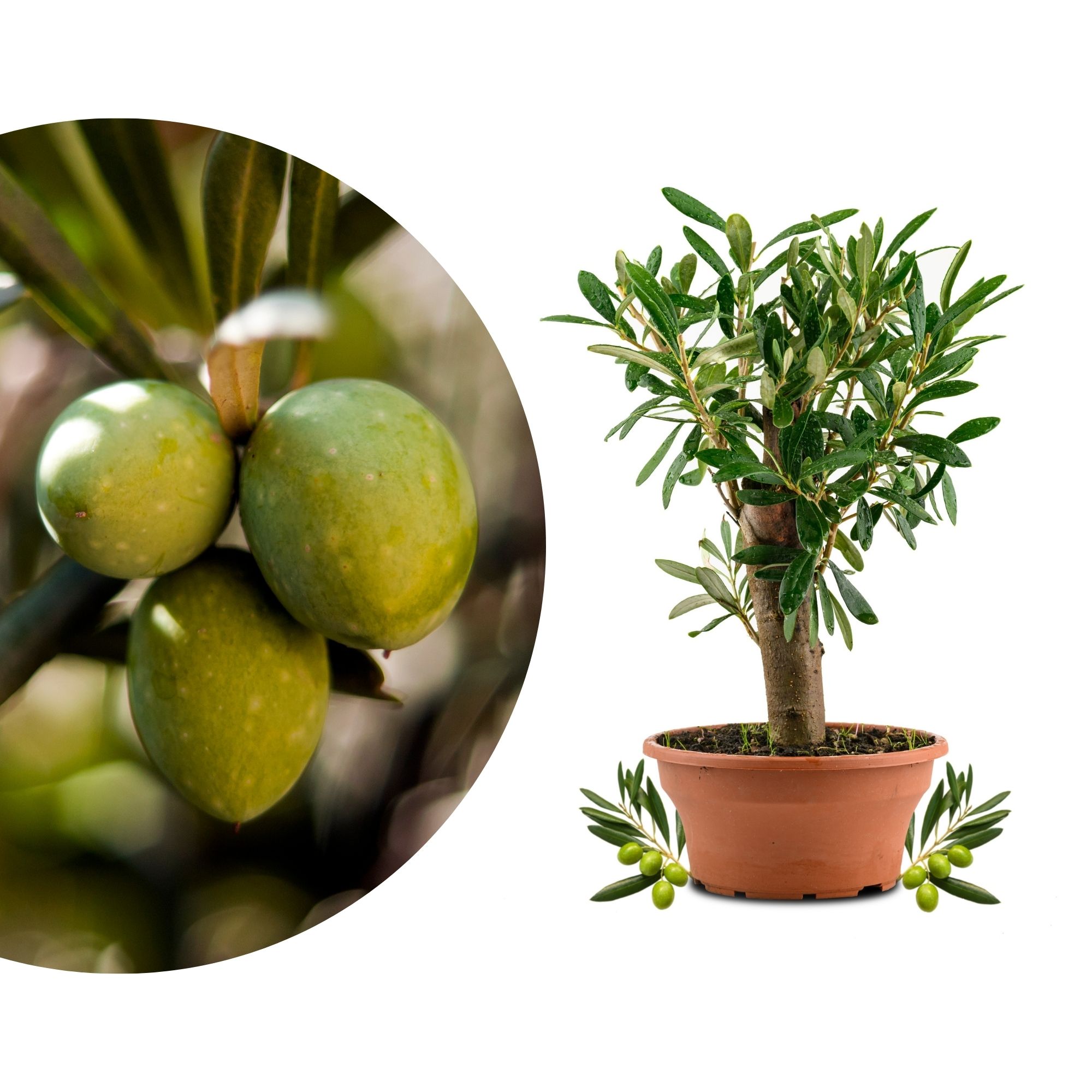 Olivenbaum Bonsai [Piccolino] - Olea europaea - echte Olive
