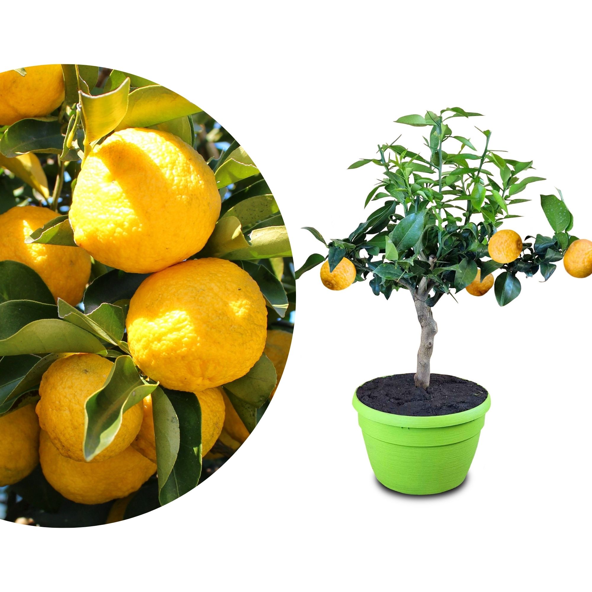 Yuzu 'Bonsai' in Schale - Citrus junos 'Bonsai' 