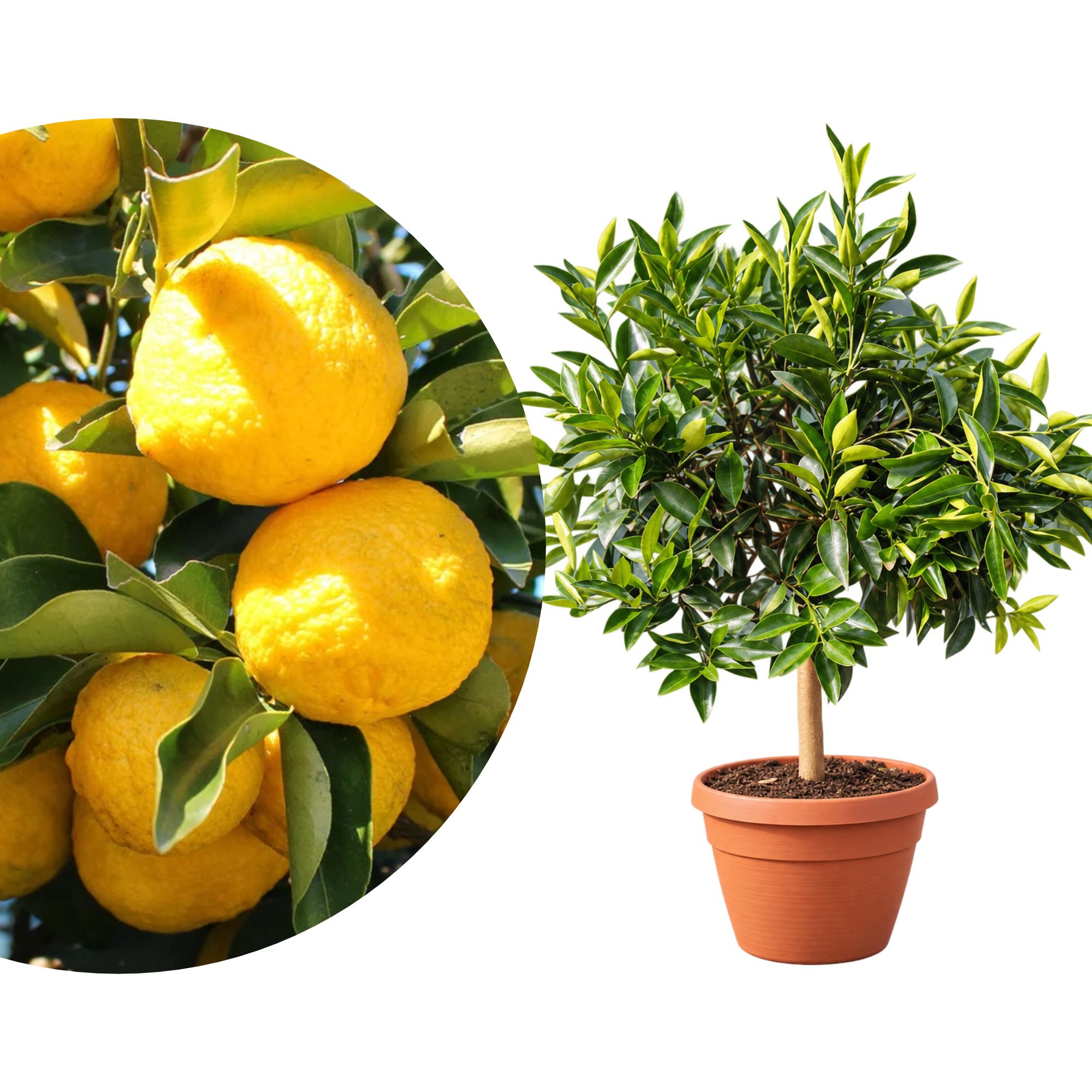 Yuzu "dolce" 'Bonsai' in Schale - Citrus junos dolce 'Bonsai' - Süße Yuzu