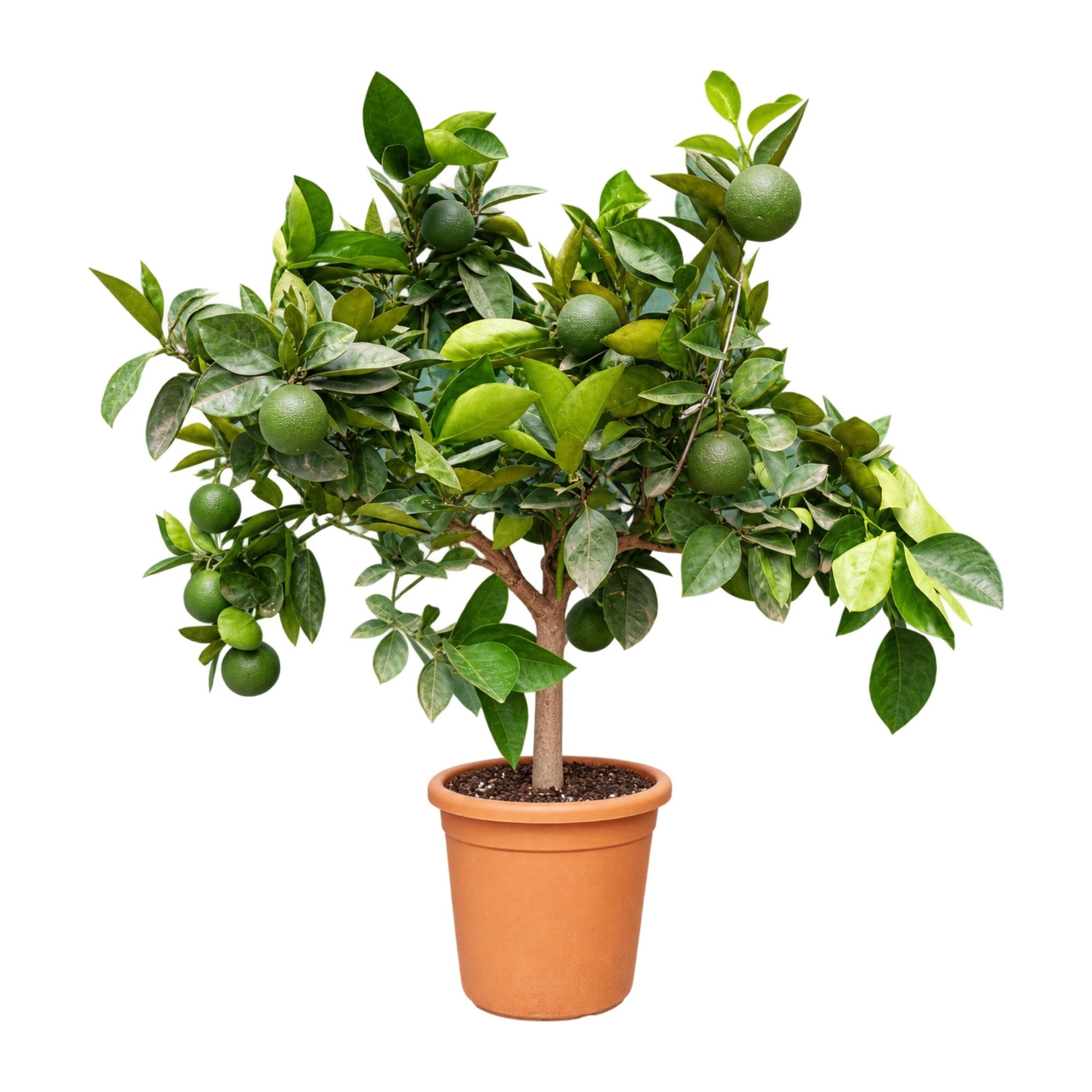Orangenbaum "Edition Orangerie" [Grande] - Citrus Sinensis - Apfelsine