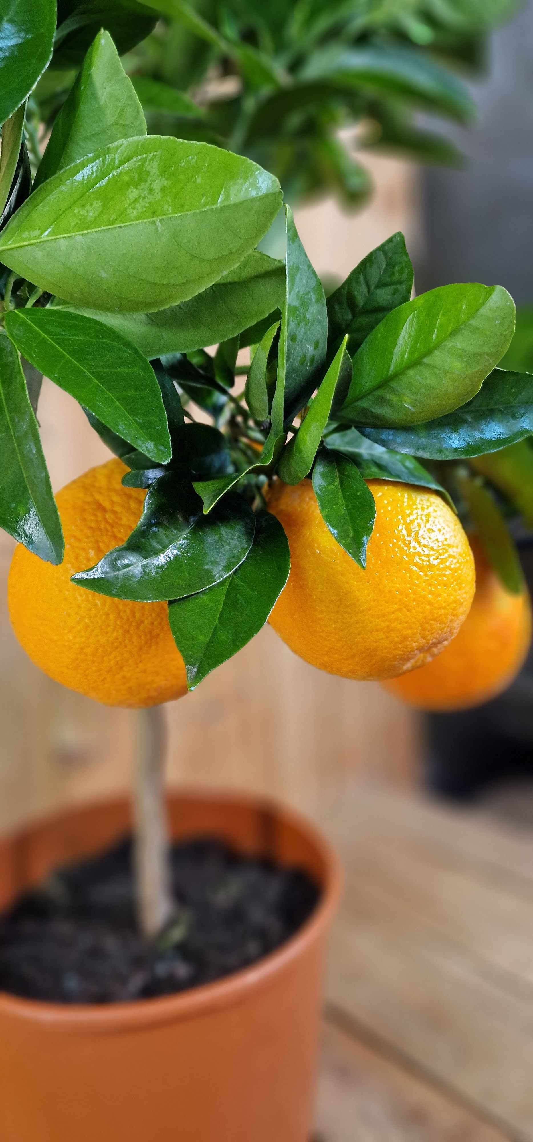 Blutorangenbaum Moro [Mezzo] - Citrus Sinensis 'Moro'