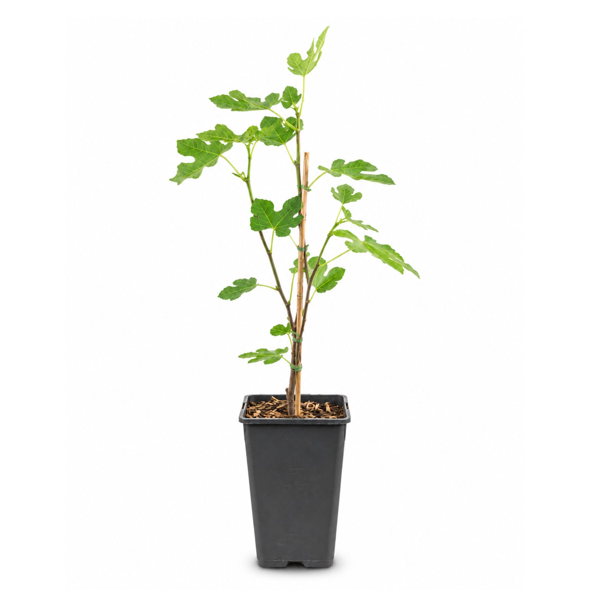 Feige Stämmchen [Mini] - Ficus carica "Rouge de Bordeaux"