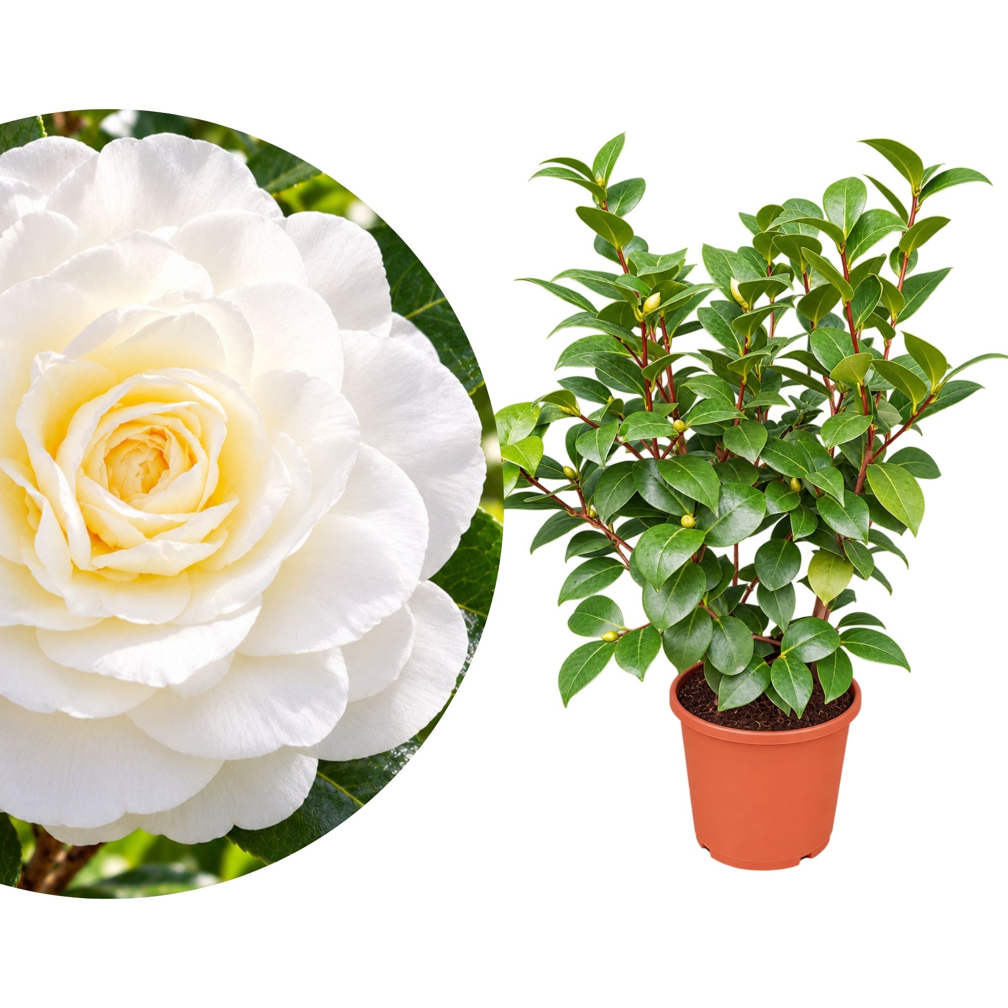 Kamelie [Mezzo] Nuccio's Gem - Camelia bianca