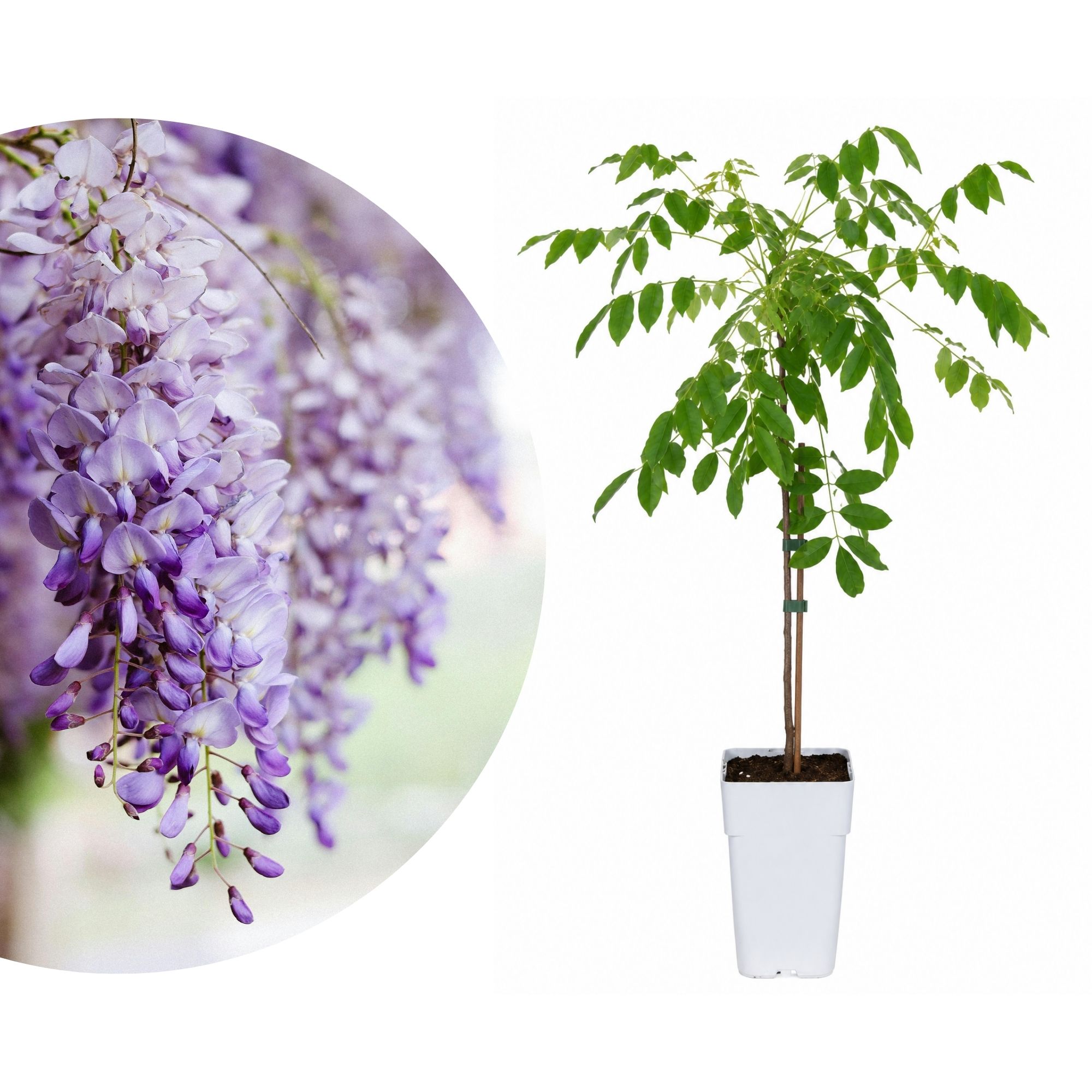 Chinesischer Blauregen 'Caroline' - Wisteria sinensis Caroline