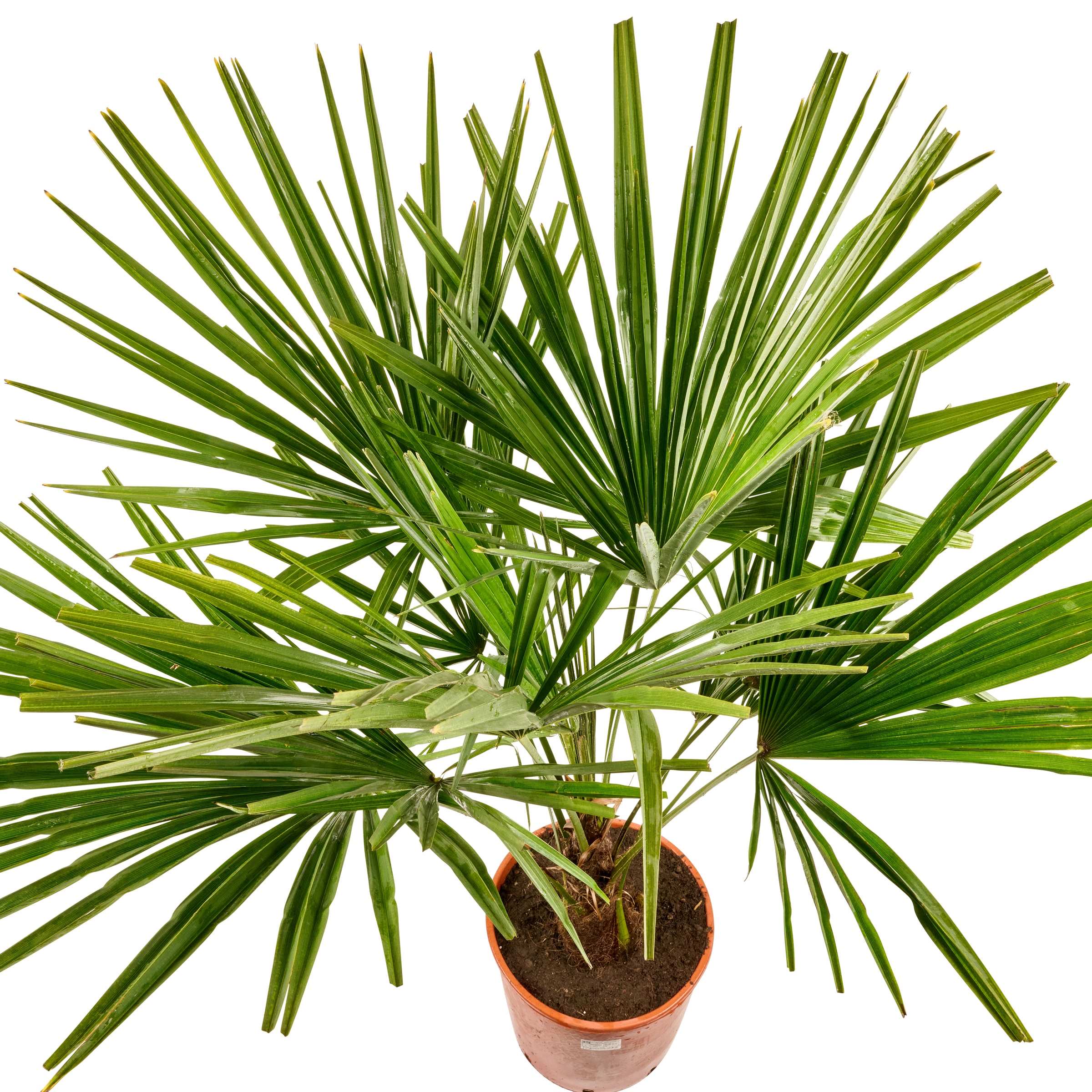 Palme Trachycarpus [Grande] - Chinesische Hanfpalme - Trachycarpus Fortunei