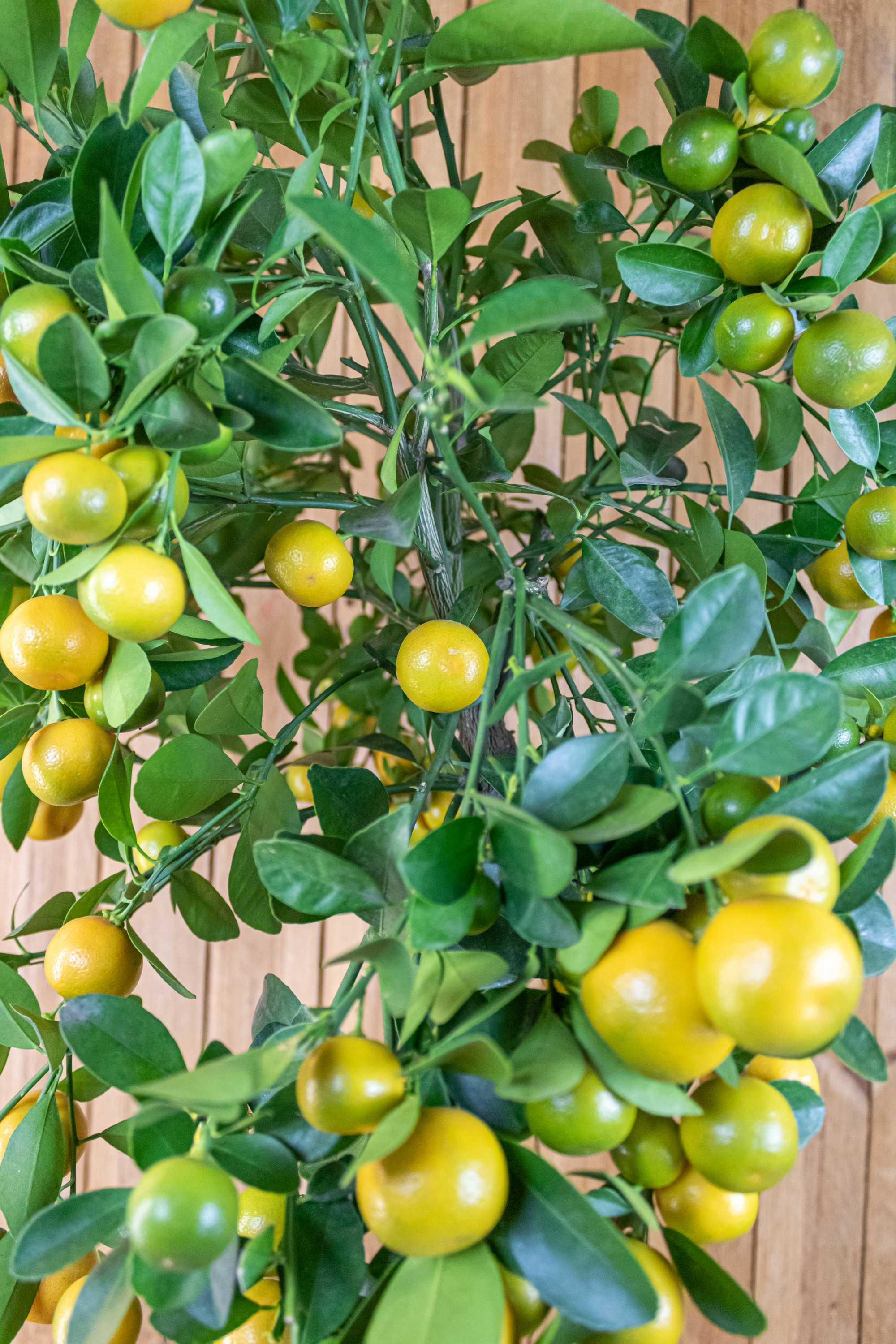 Calamondin [Grande] - Calamansi - Citrus Mitis