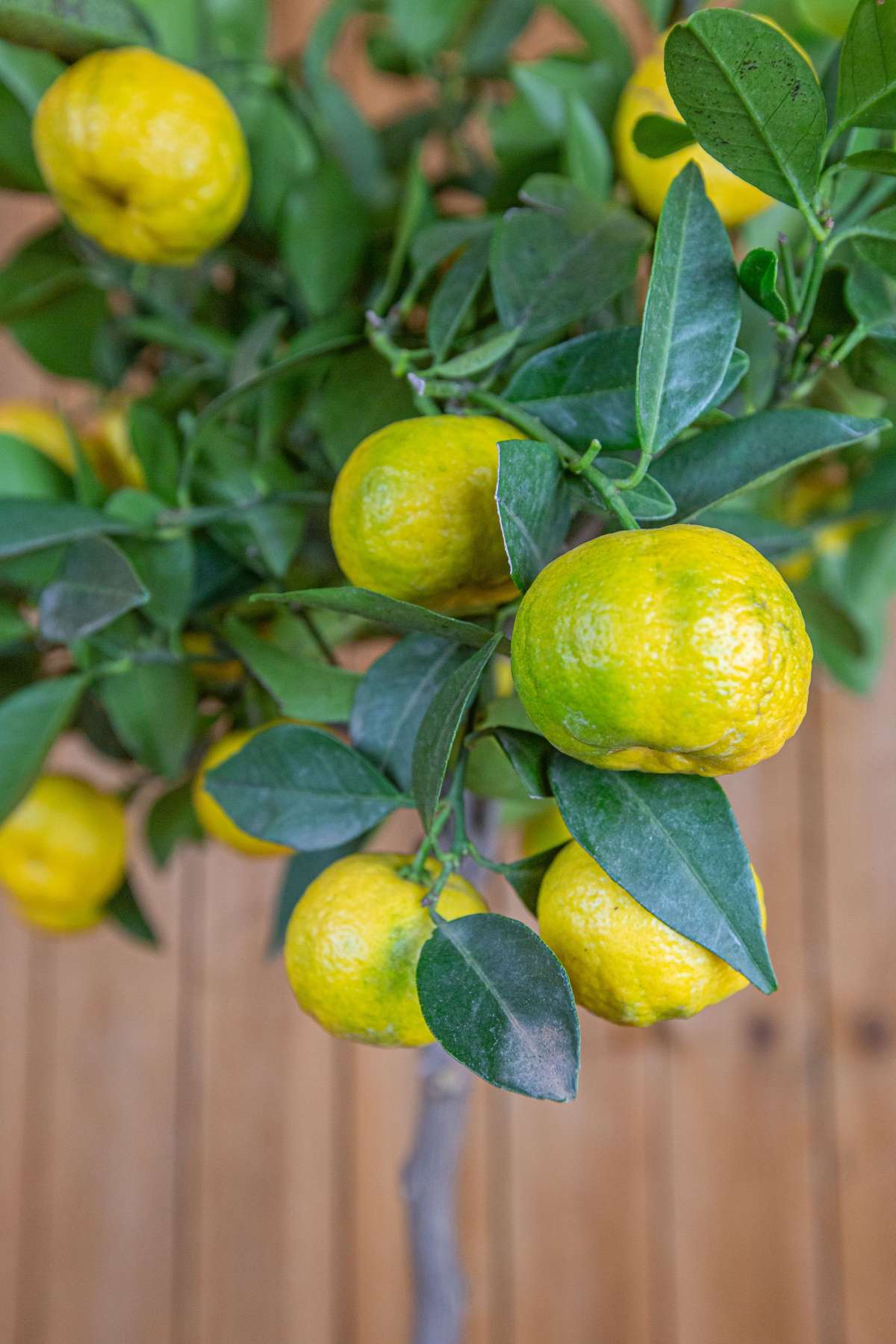 Römische Süßlimette [GRANDE] - Pursha-Limette