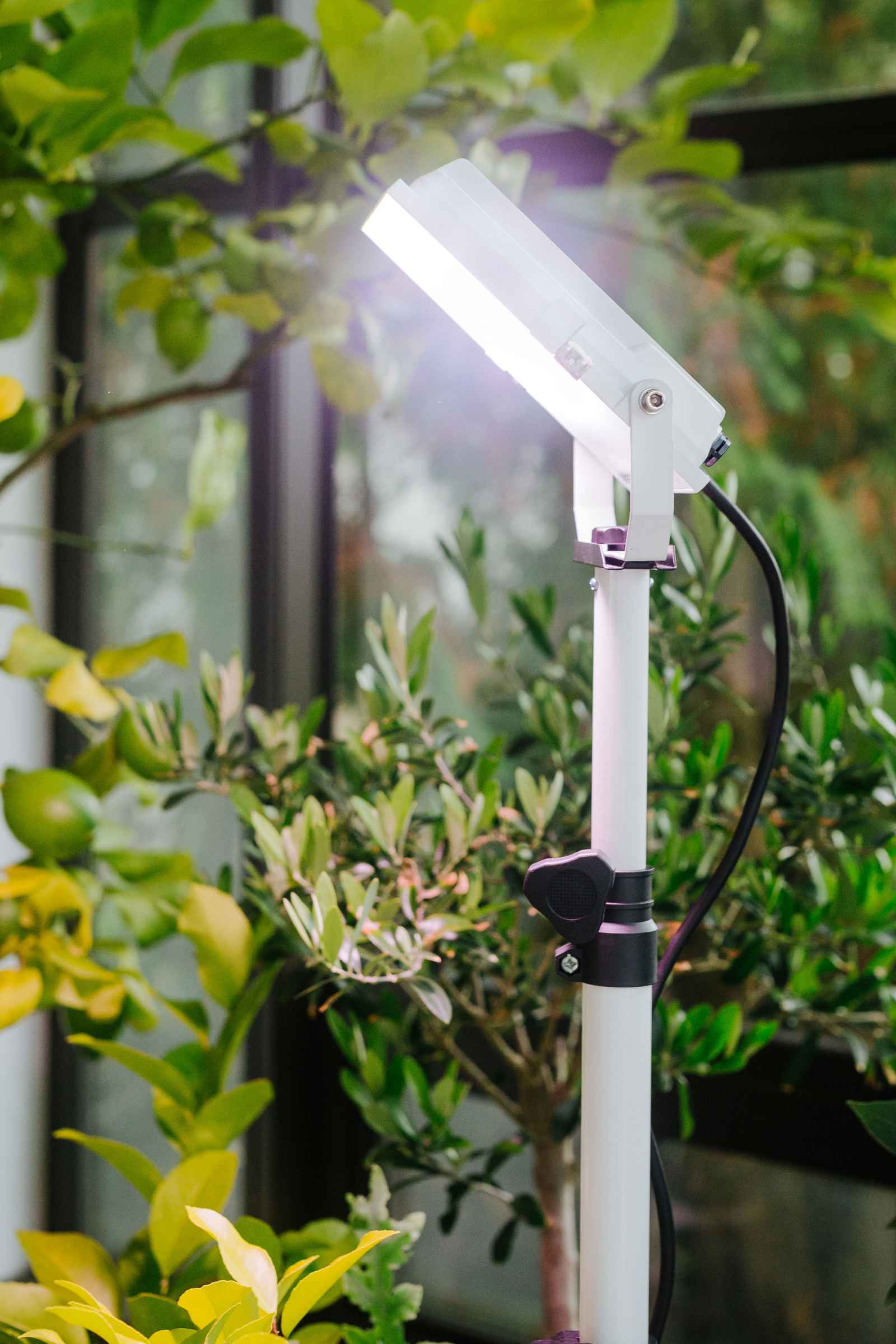 LED-Pflanzenlampe [35W] Vollspektrum: Zitruspflanzen-Überwinterung