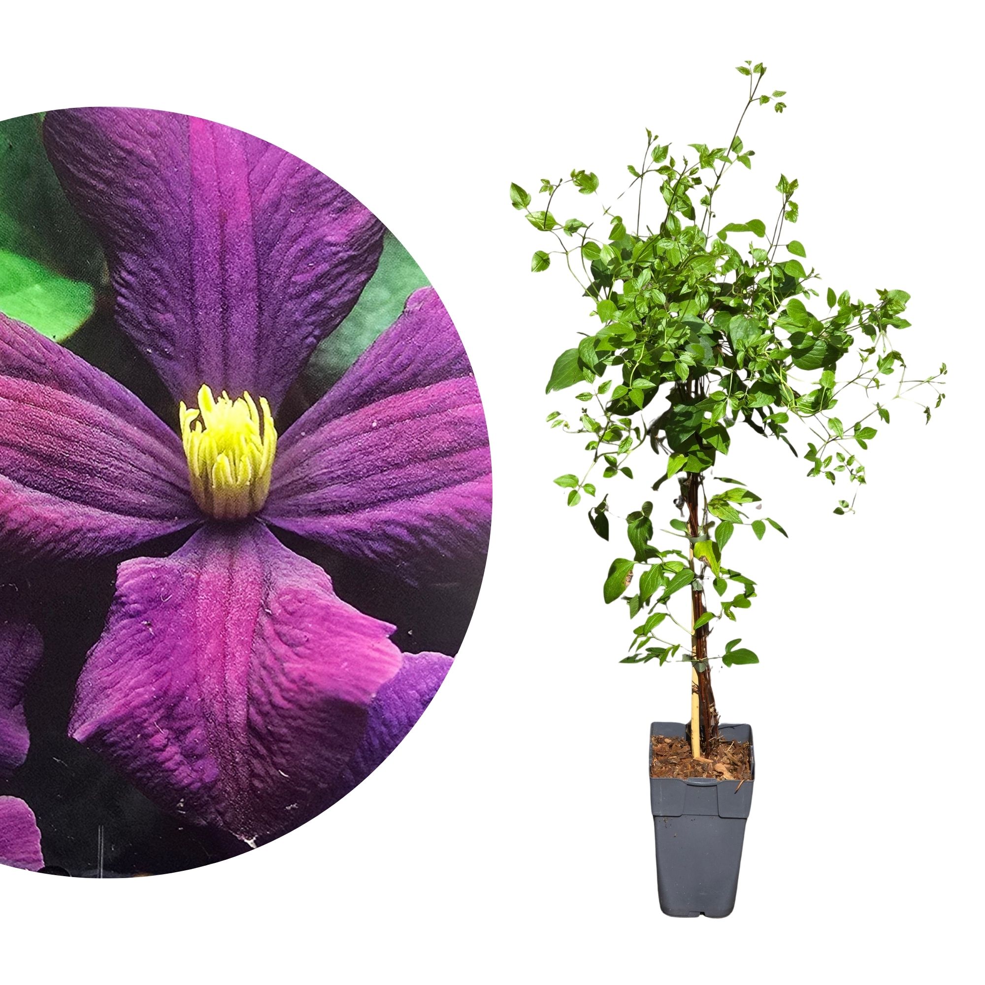 Italienische Waldrebe 'Etoile Violette' - Clematis Viticella Etoile Violette