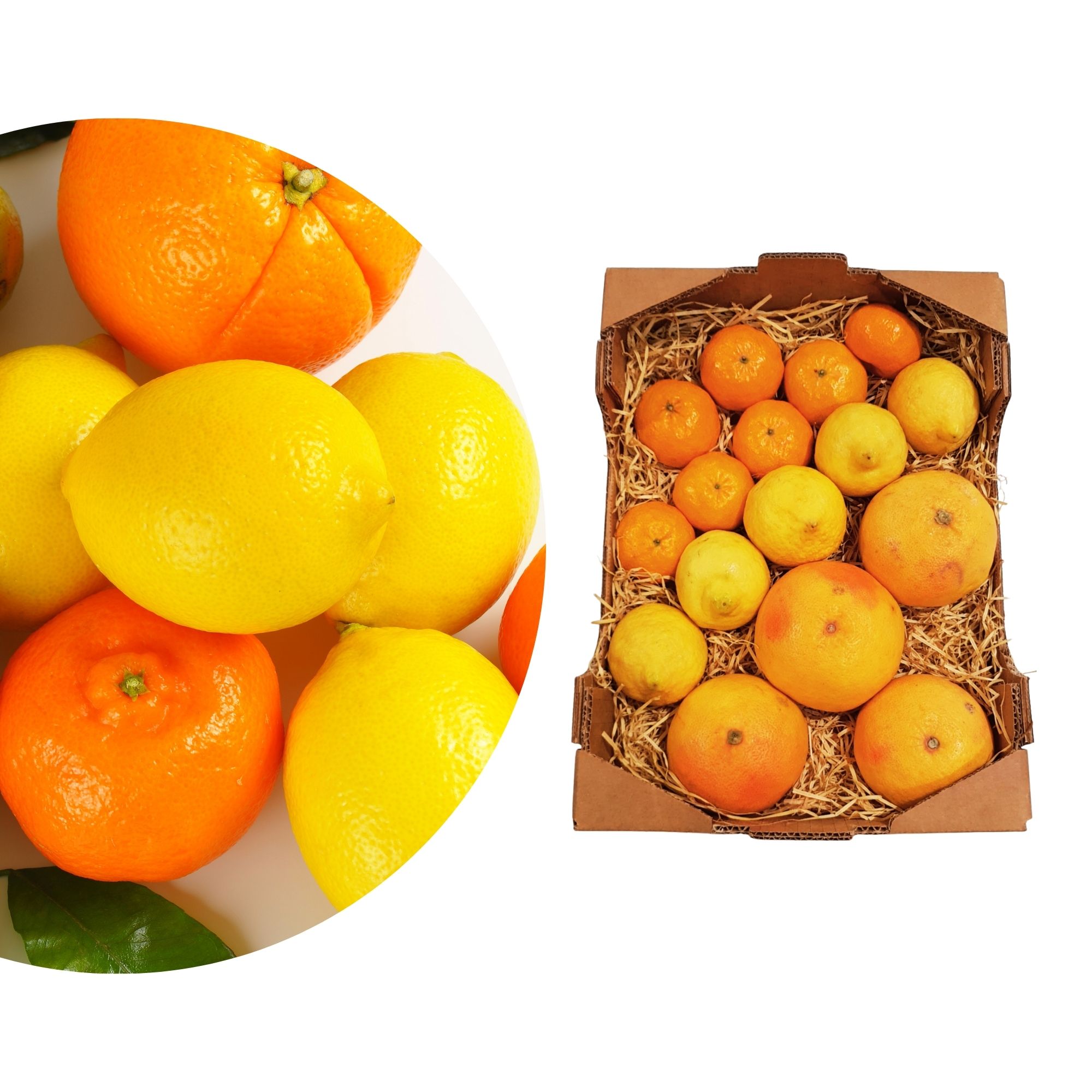 Sizilianischer Citrus Mix - Obstkiste - Bio Citrus Mix - Grapefruits, Mandarinen, Zitronen