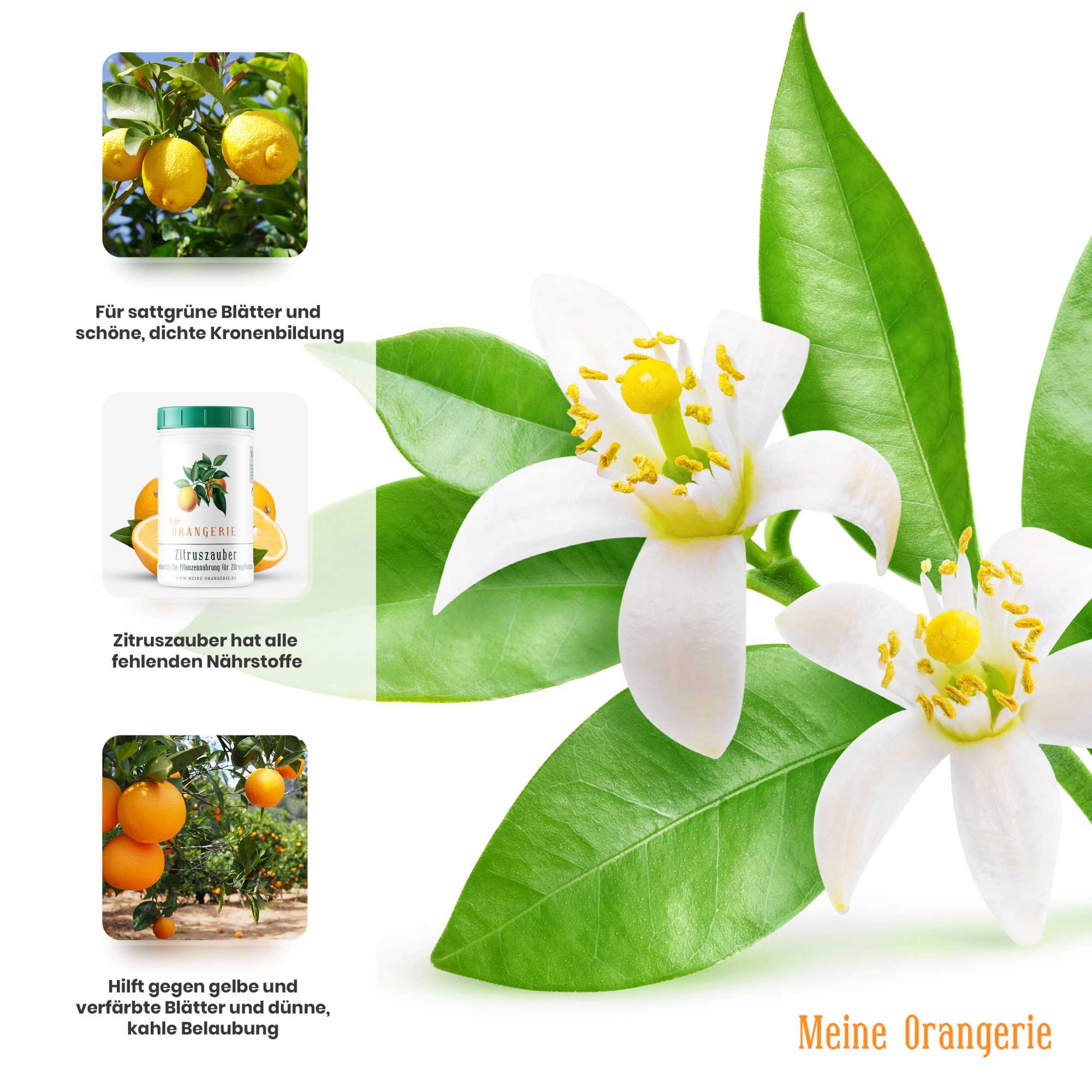 Meine Orangerie Zitruszauber |500g| Profi Zitrusdünger für alle Zitruspflanzen