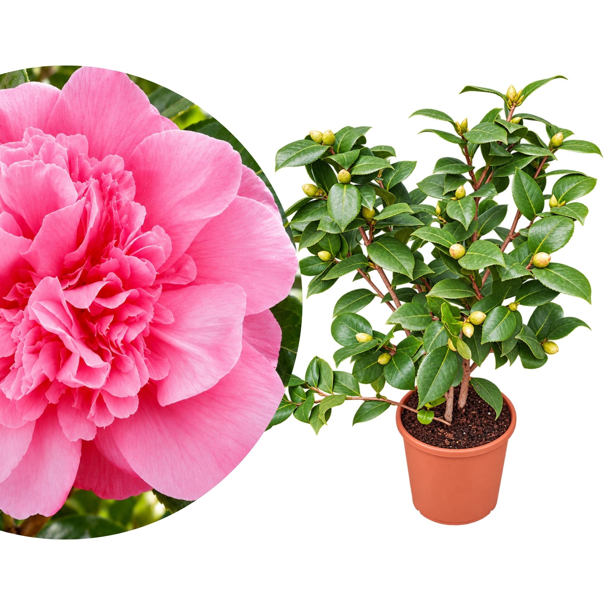 Kamelie [Mezzo] Margaret Davis - Camelia rosa