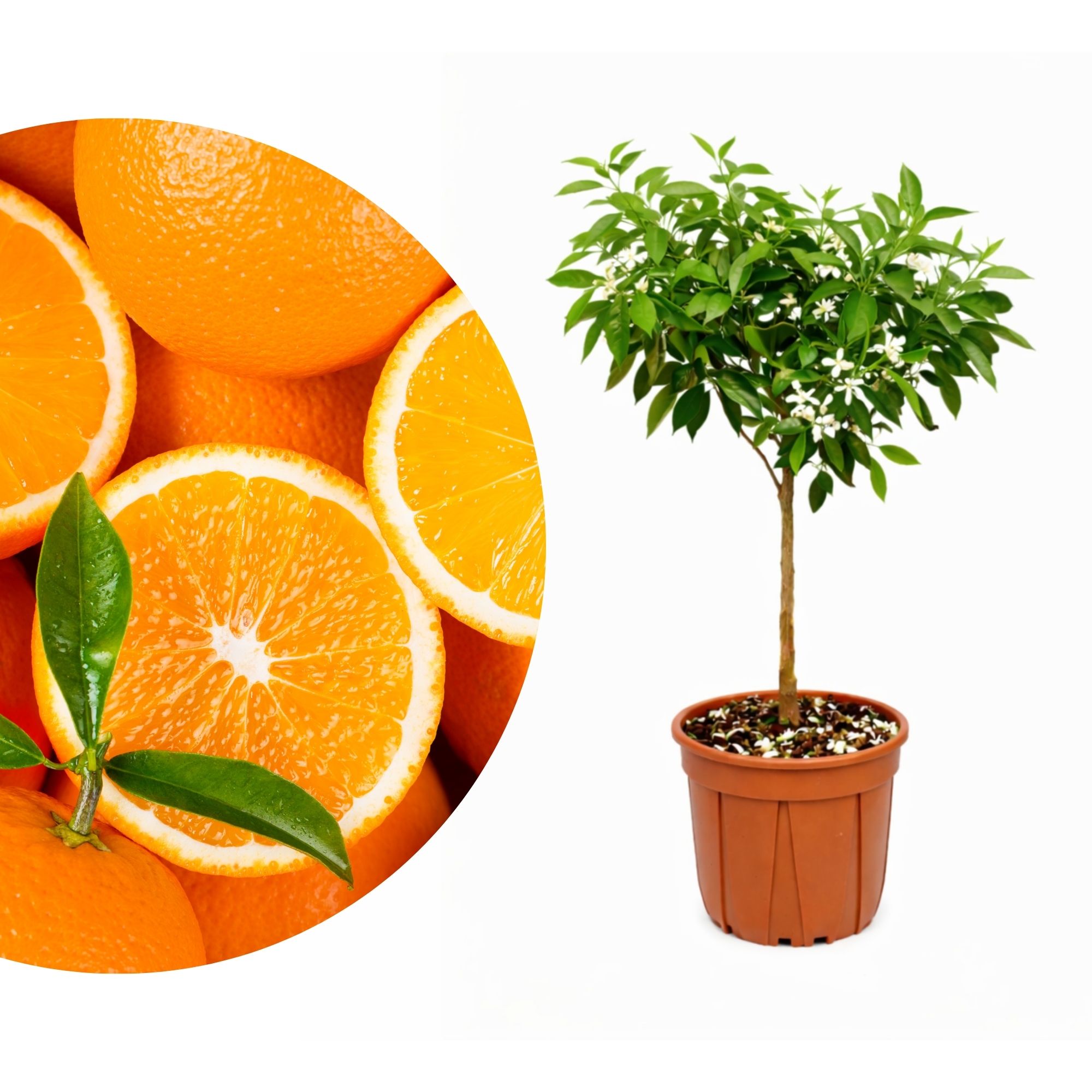 Orangenbaum - Sonder-Sorte: 'Moscato'