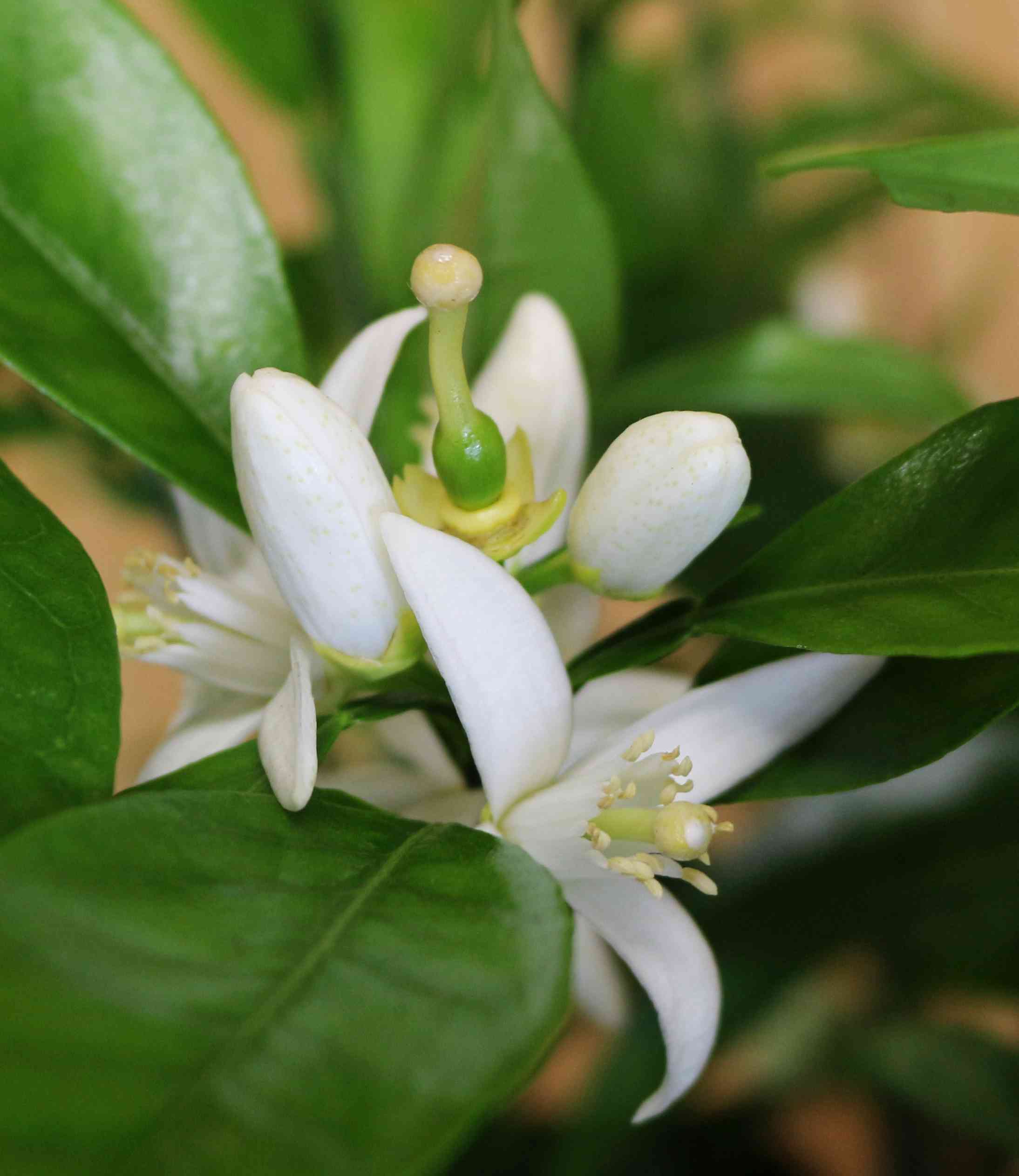 Orangenbaum [Grande] - Citrus Sinensis - Apfelsine