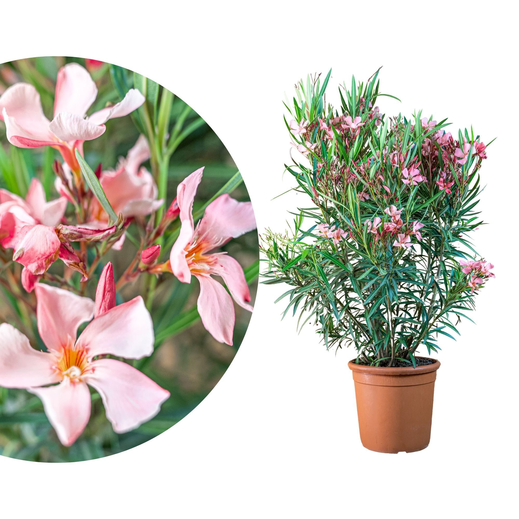 Lachsfarbener Oleander 'Soleil Levant'