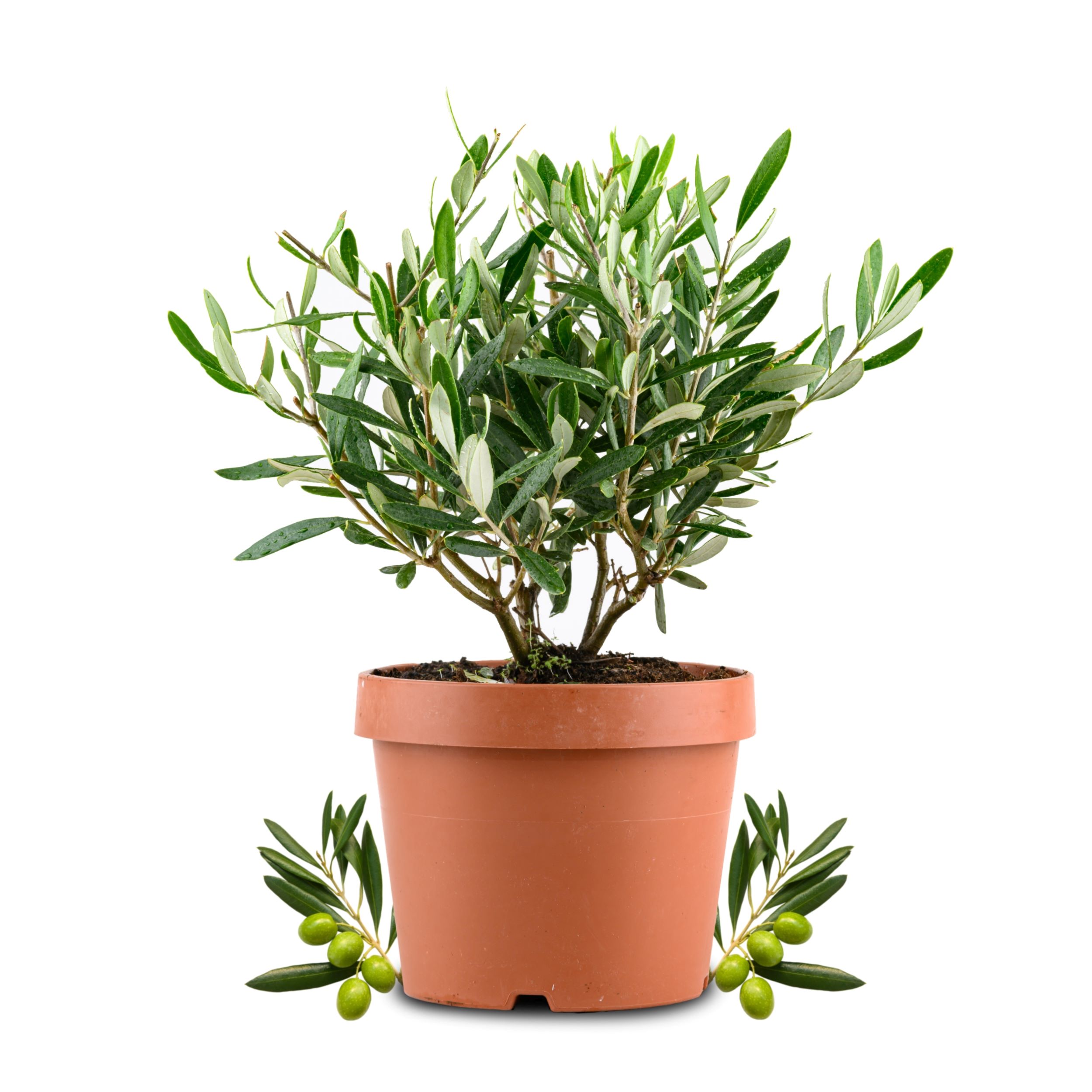 Olivenbaum Busch [Piccolo] - Olea europaea - echte Olive