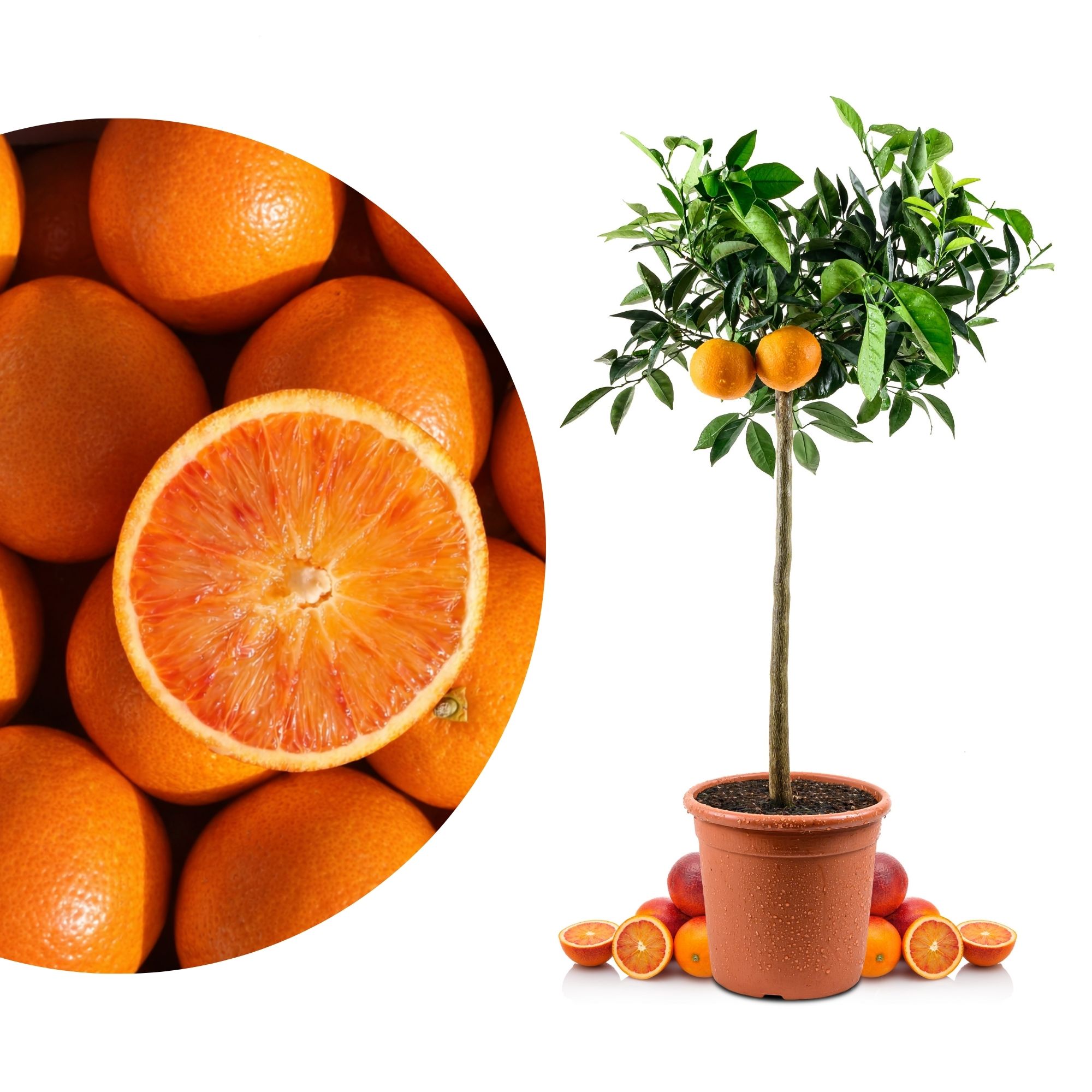 Blutorangenbaum Tarocco [Grande] - Citrus Sinensis 'Tarocco'