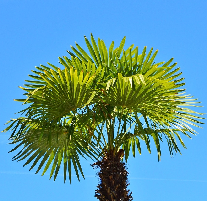 Palme Trachycarpus "Grande"