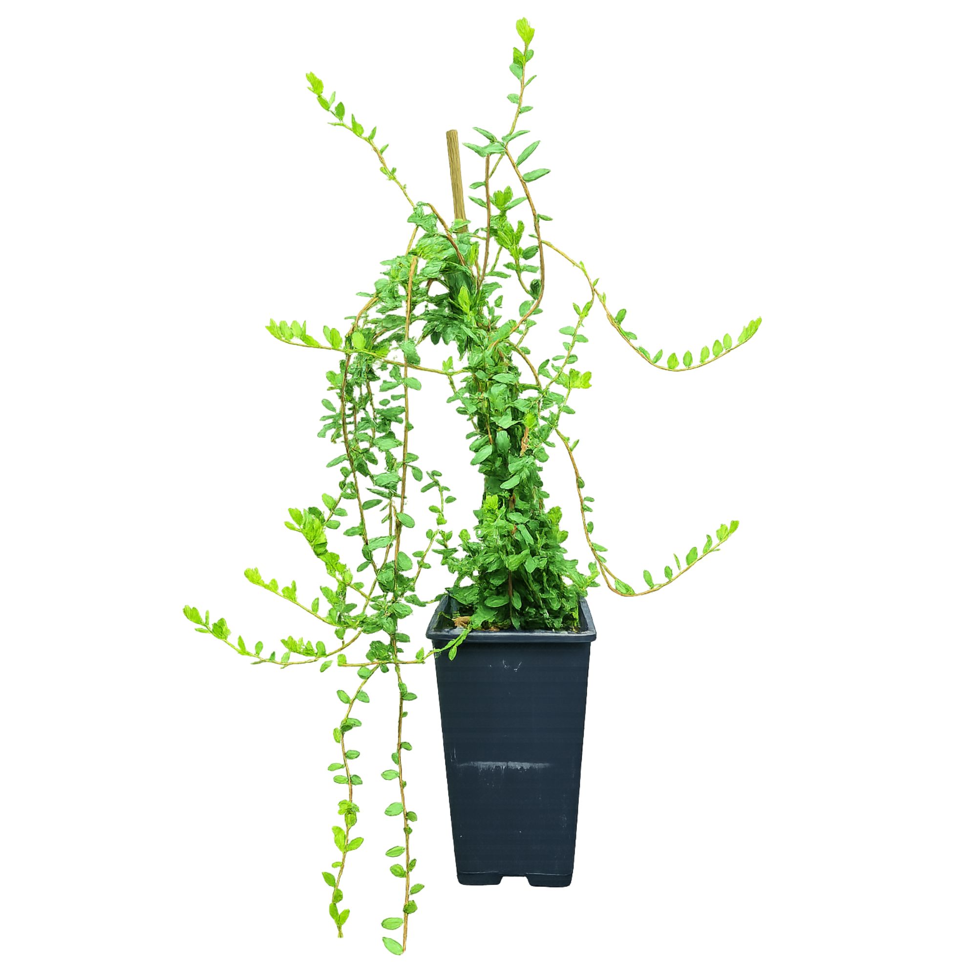 Cranberry 'Early Black' - Moosbeere Vaccinium macr. Early Black