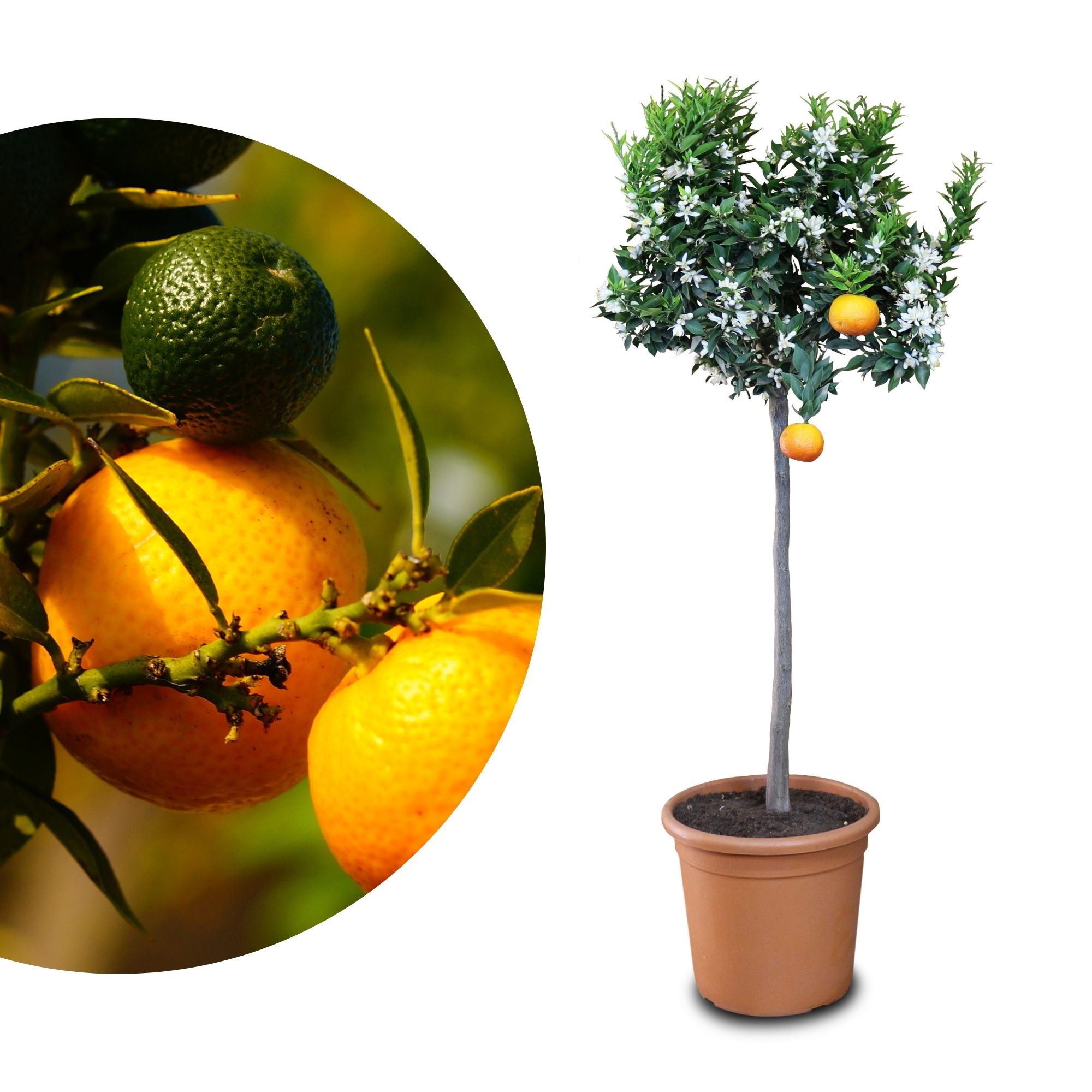 Chinotto [Grande] - Citrus aurantium var. myrtifolia - Myrtenblättrige Zwergpomeranze
