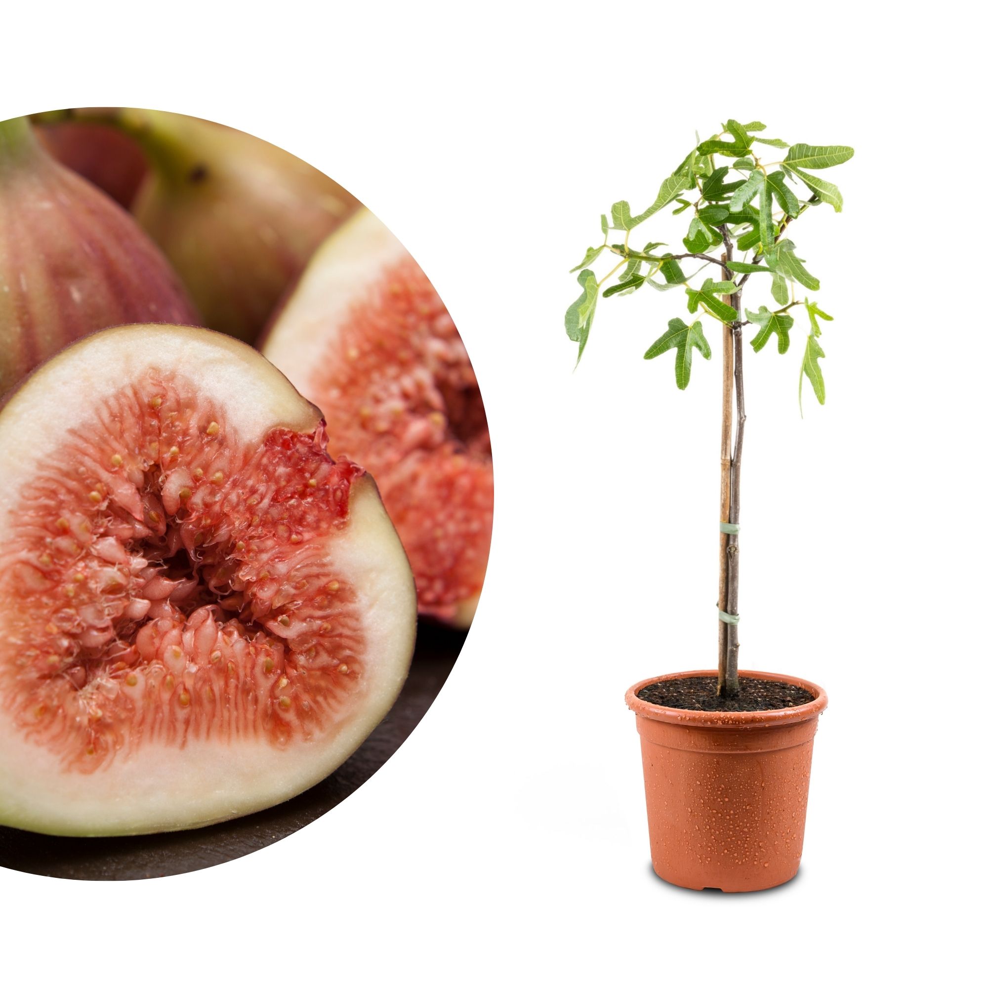 Feige Stämmchen [Piccolo] - Ficus Carica "Bornholm" - Bornholmfeige - besonders winterhart