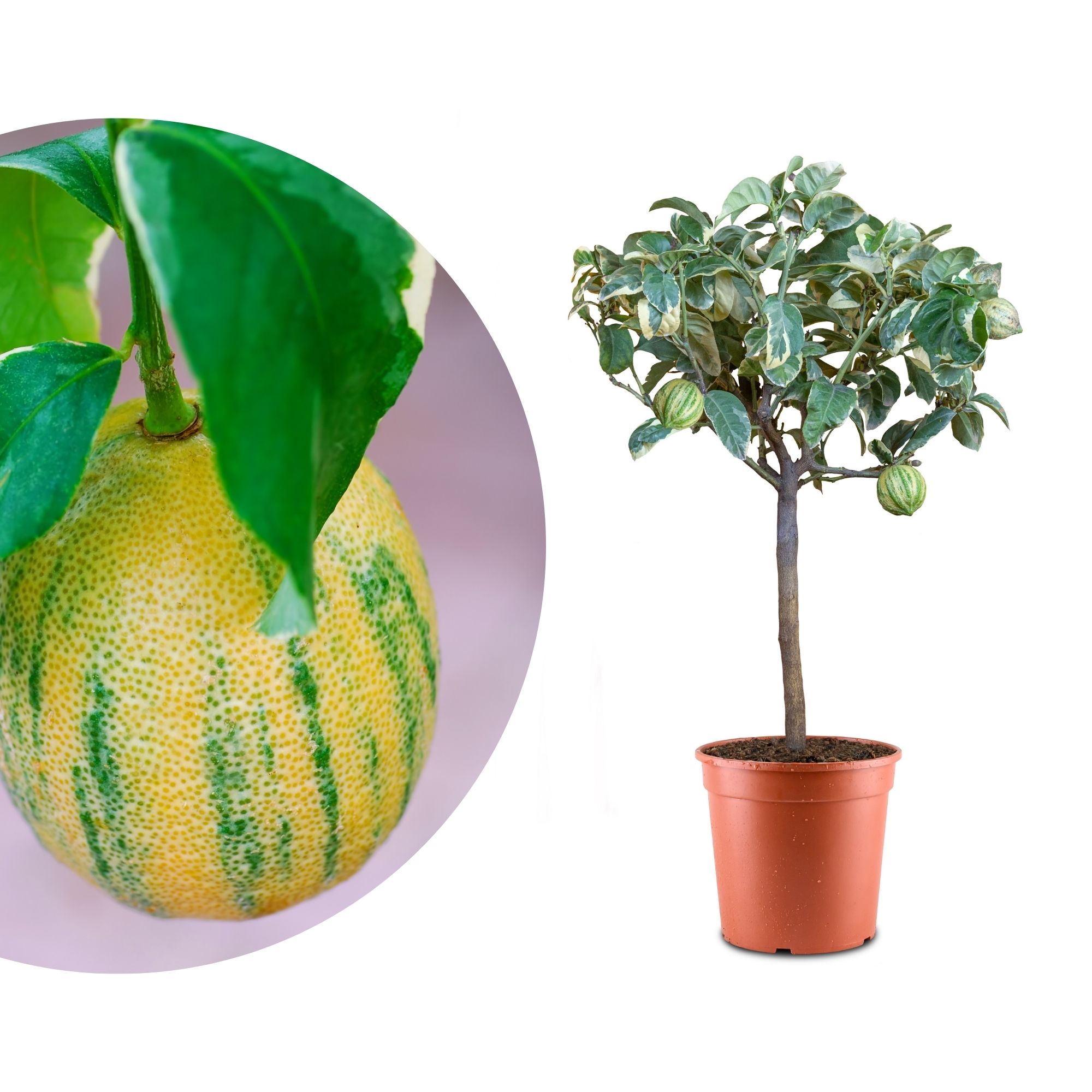 Zitronenbaum "Panaché" - Buntlaubige Zitrone