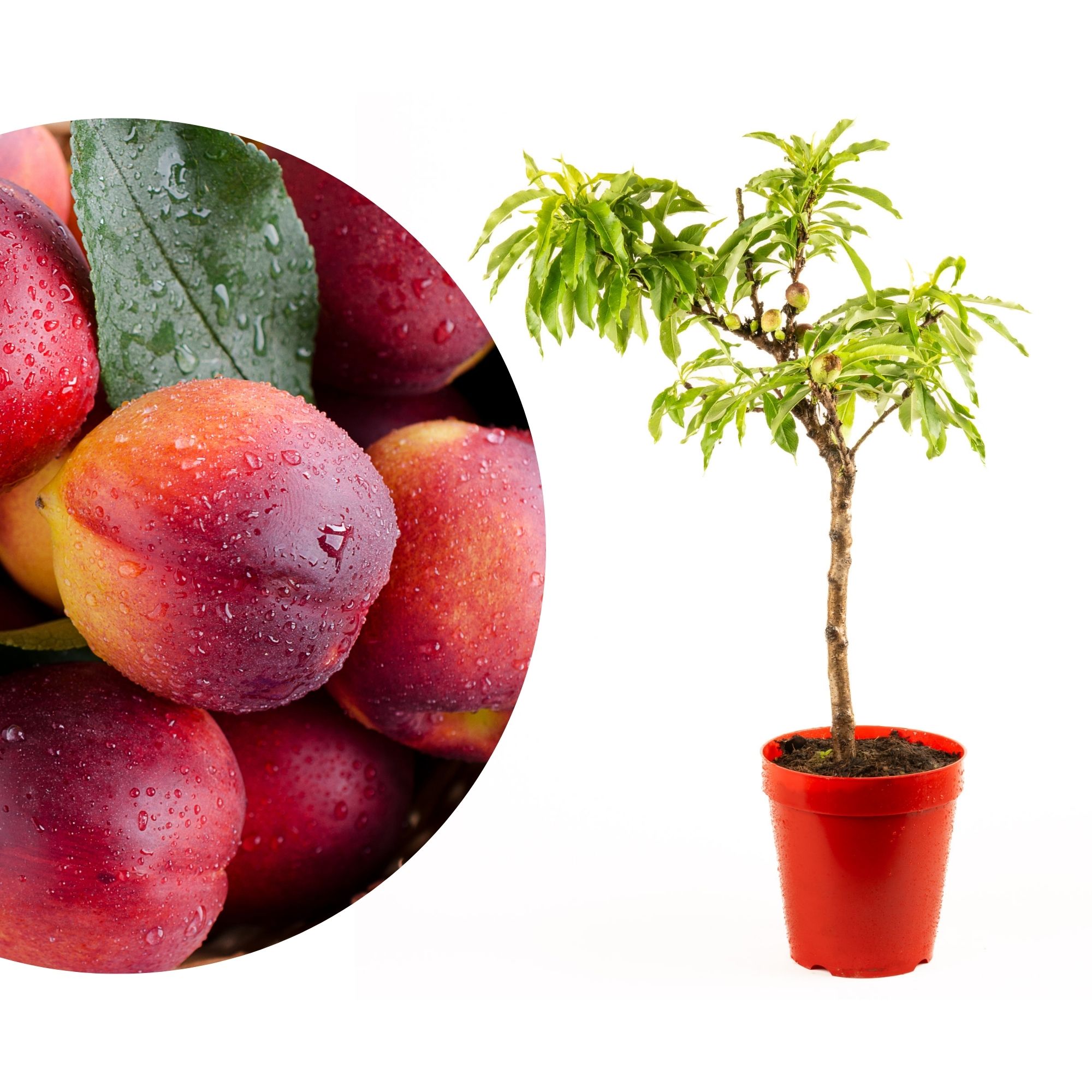 Zwergobst Stämmchen Nektarine - Zwergnektarine - Nektarinenbaum Zwergobst Stämmchen Nektarine - Zwergnektarine - Nektarinenbaum