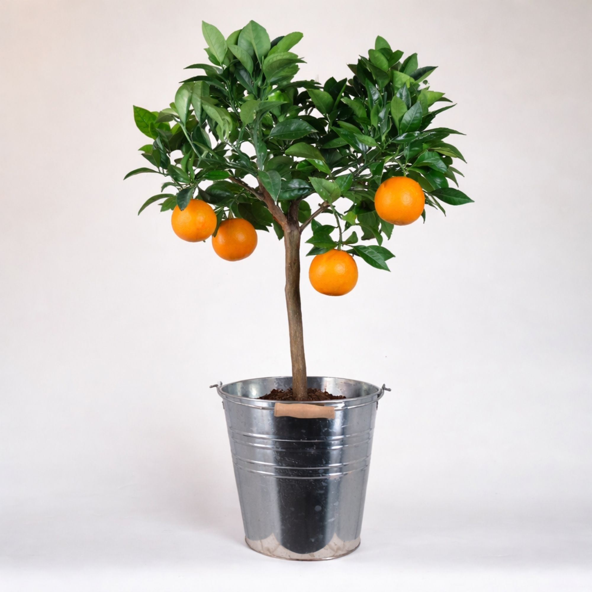 Orange [Mezzo] in Zinkeimer - Citrus sinensis - Apfelsine