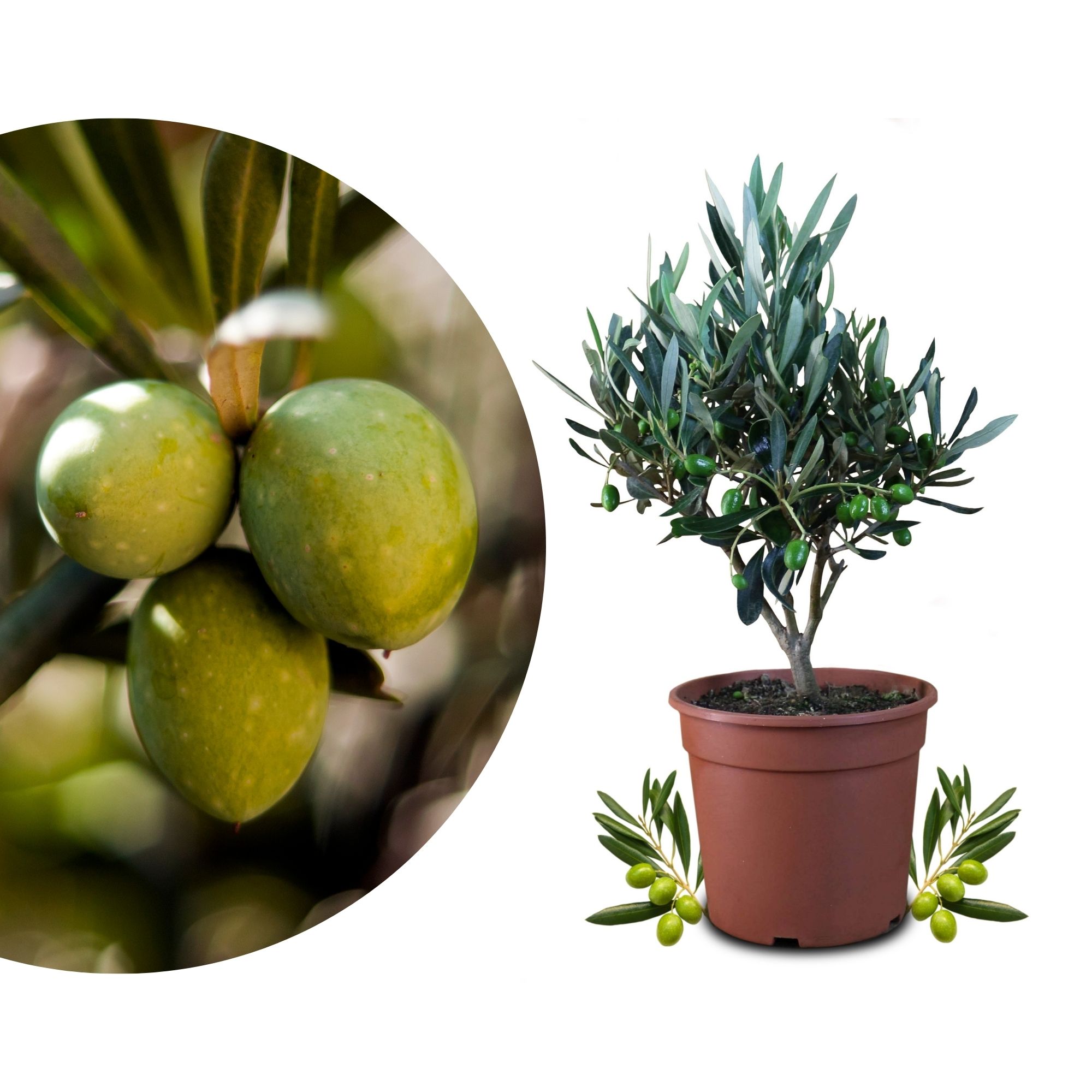 Olivenbaum [Piccolino] - Olea europaea - echte Olive