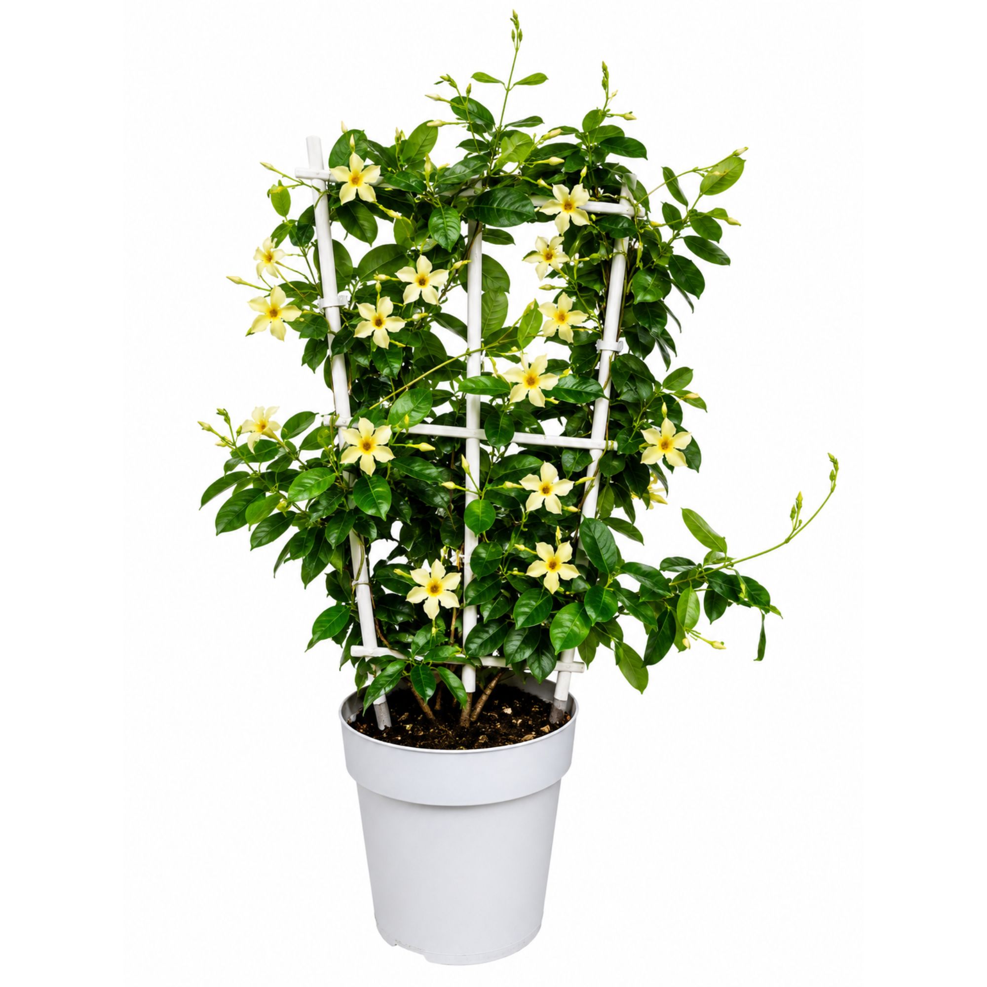 Sternjasmin ‘Star of Toscane’ – Toskanischer gelber Sternjasmin