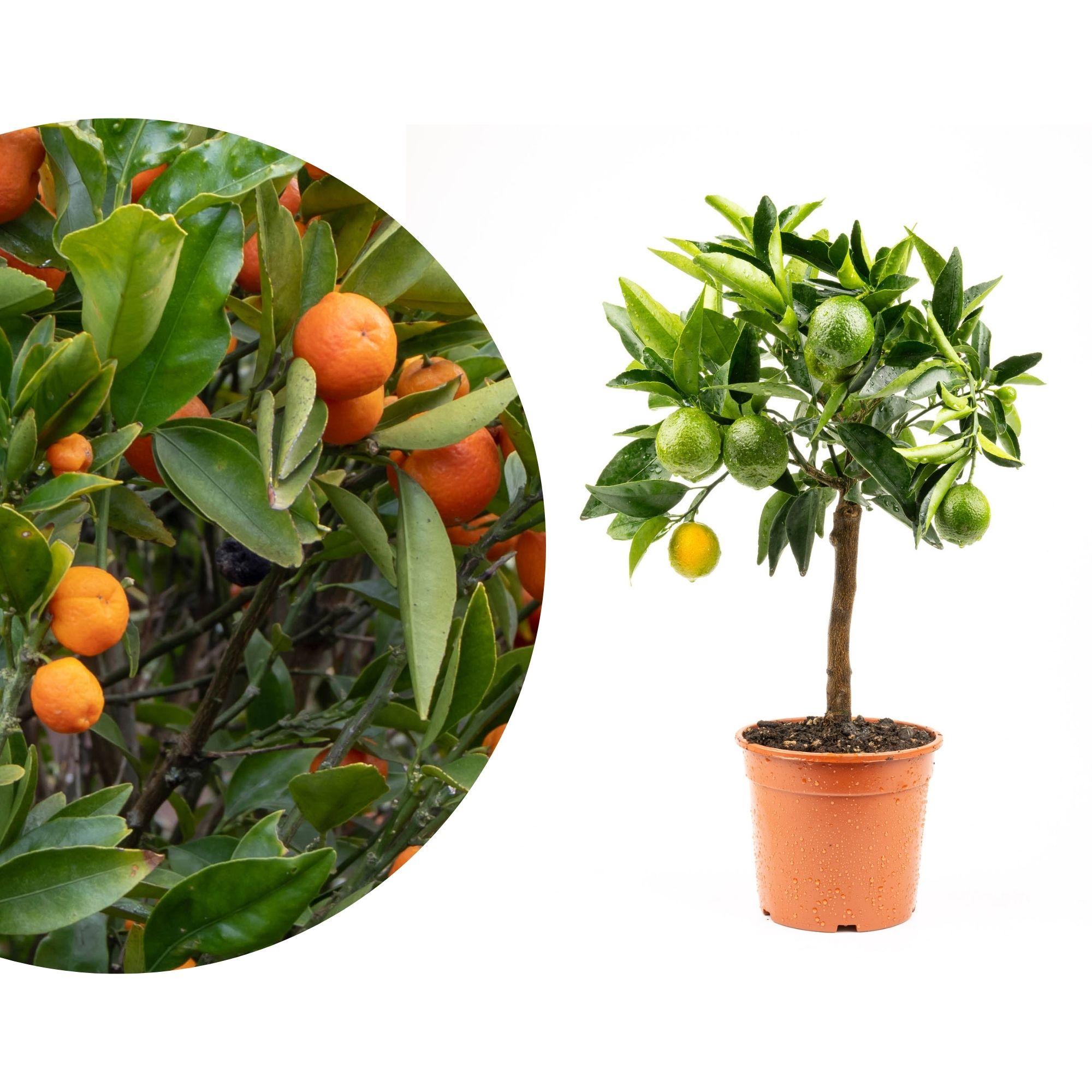 Kucle [Mini] - Fortunella margarita x Citrus clementina