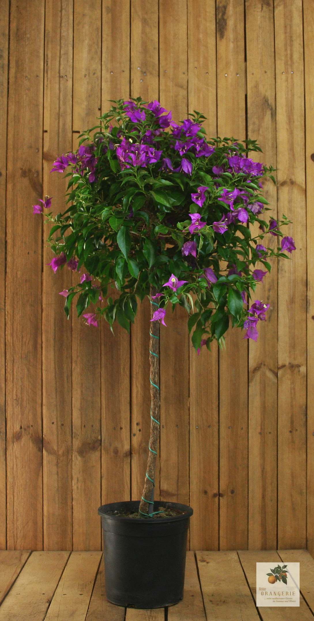 Bougainvillea Stamm [GRANDE]