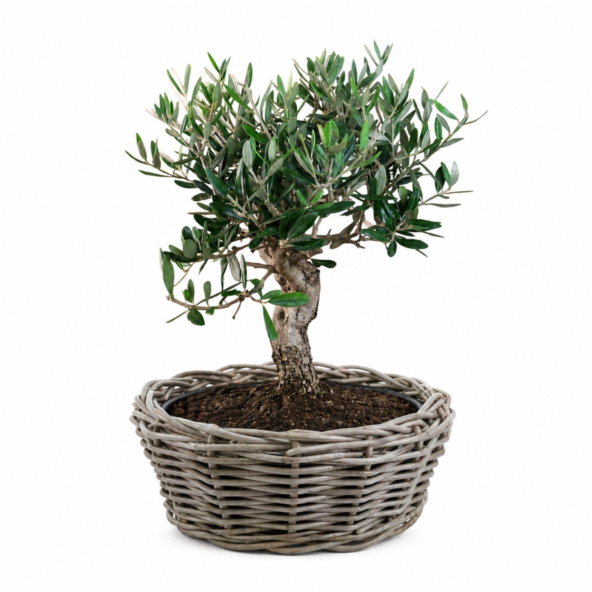 Pflanztopf Drypot Bonsai Schale aus Rattan - Grau