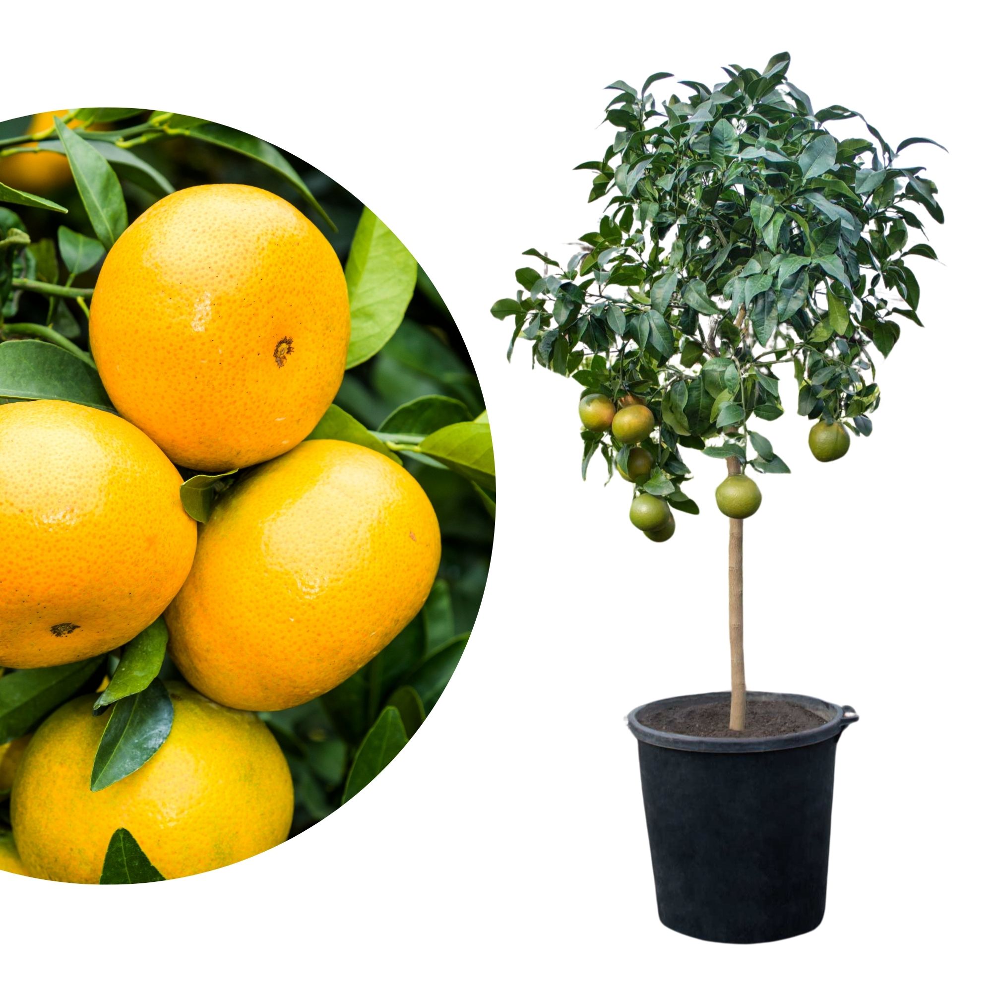 Grapefruit [Molto Grande] - Citrus paradisi
